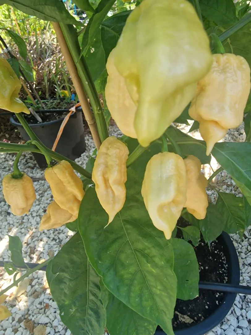 Bain Strain Peach Chilli Seeds - Image 3
