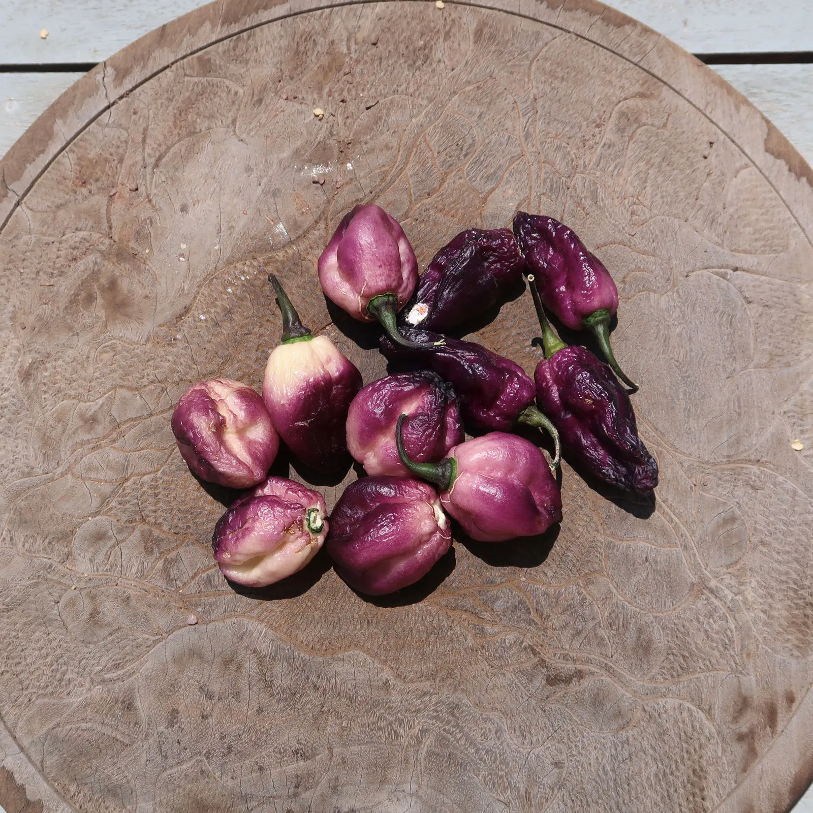 Phat Karen Chilli Seeds - Image 3