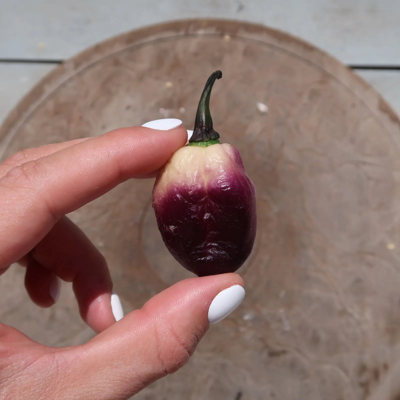 Phat Karen Chilli Seeds - Image 6