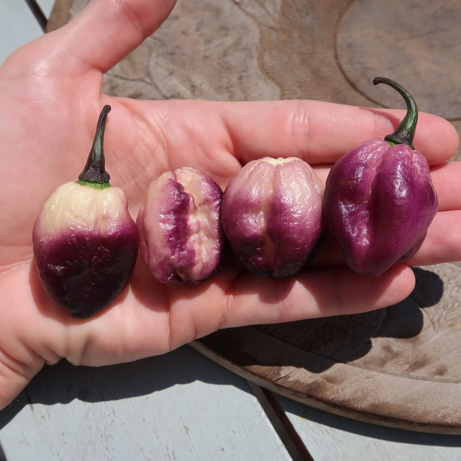 Phat Karen Chilli Seeds - Image 7