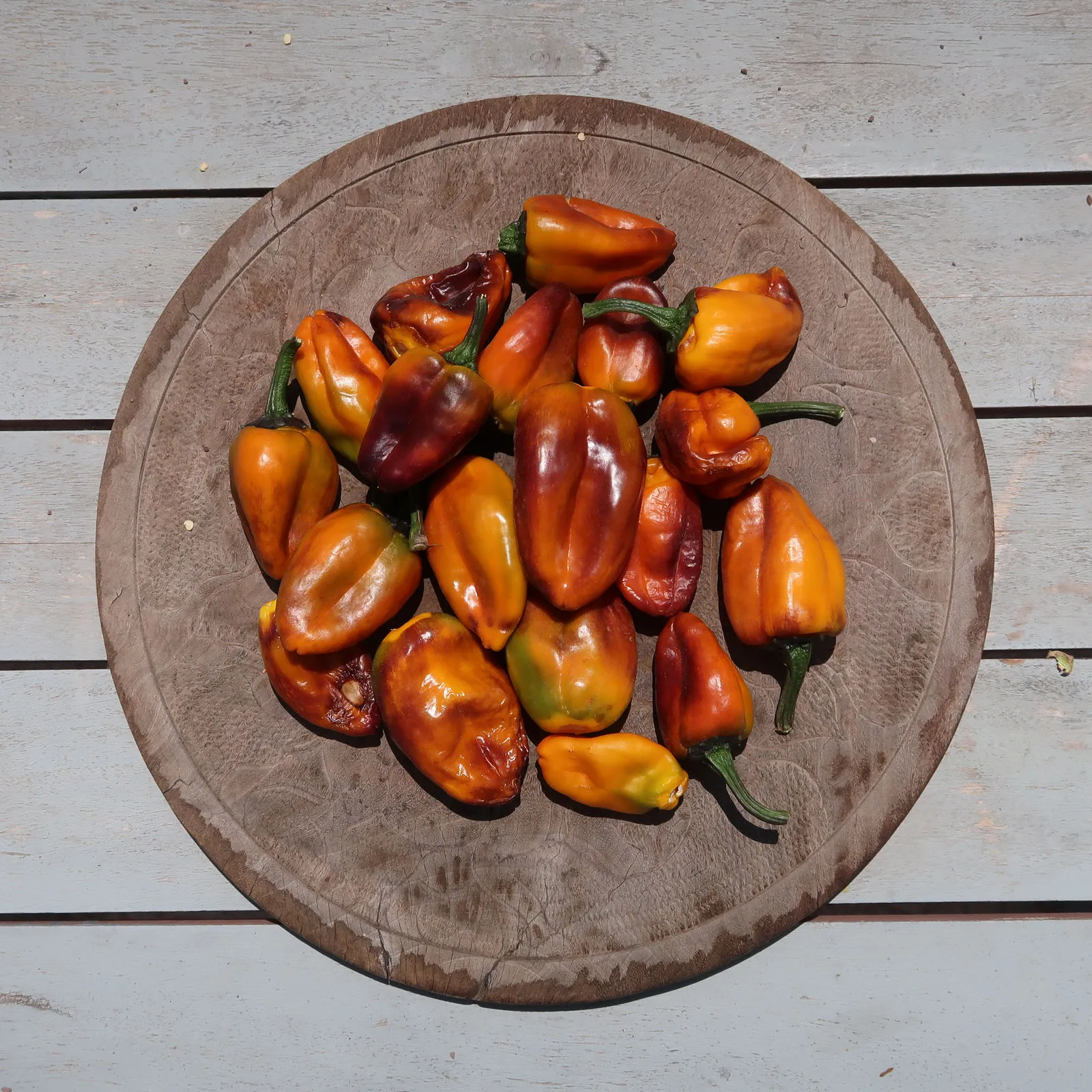 Camelot VSRP Poblano Chilli Seeds - Image 2