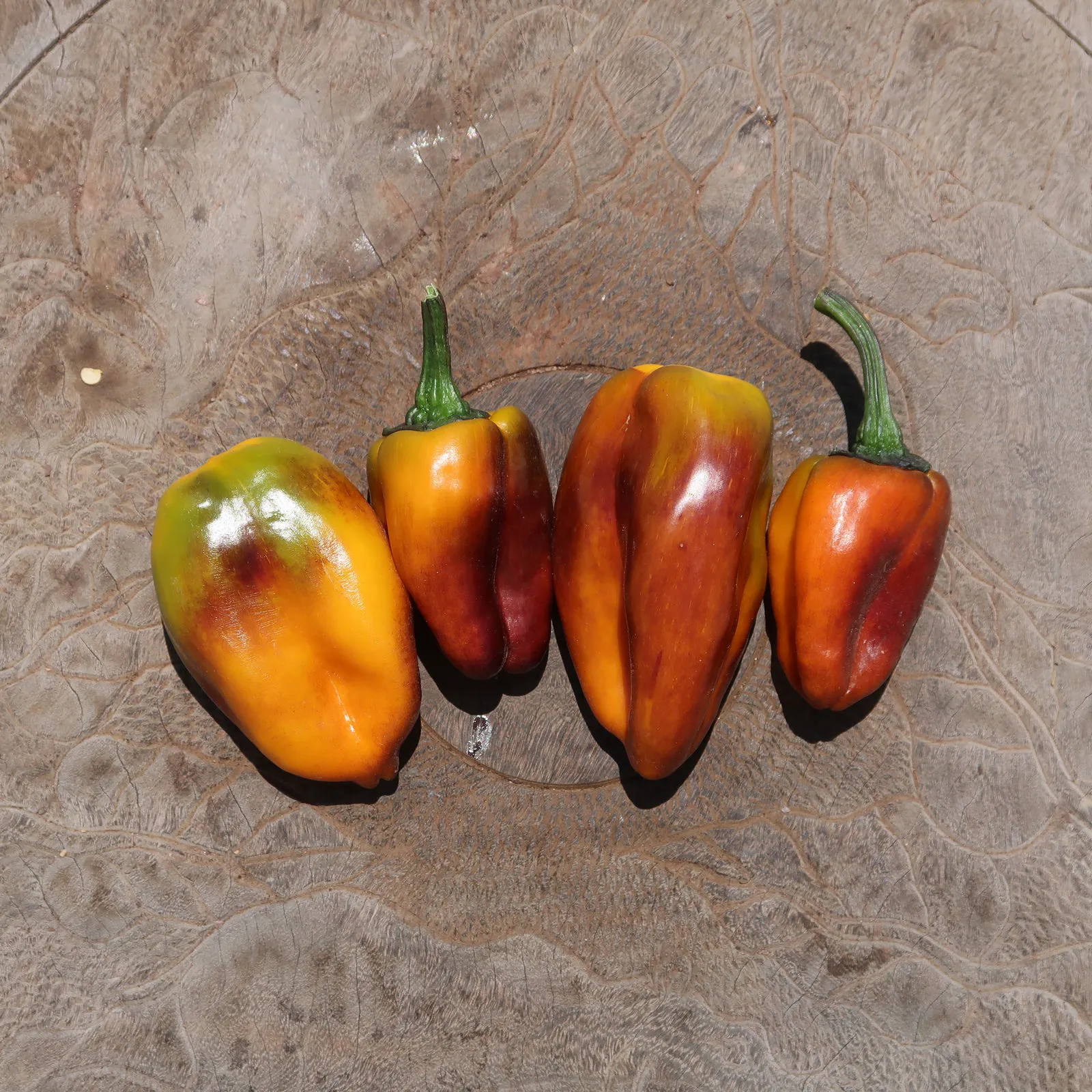 Camelot VSRP Poblano Chilli Seeds - Image 4