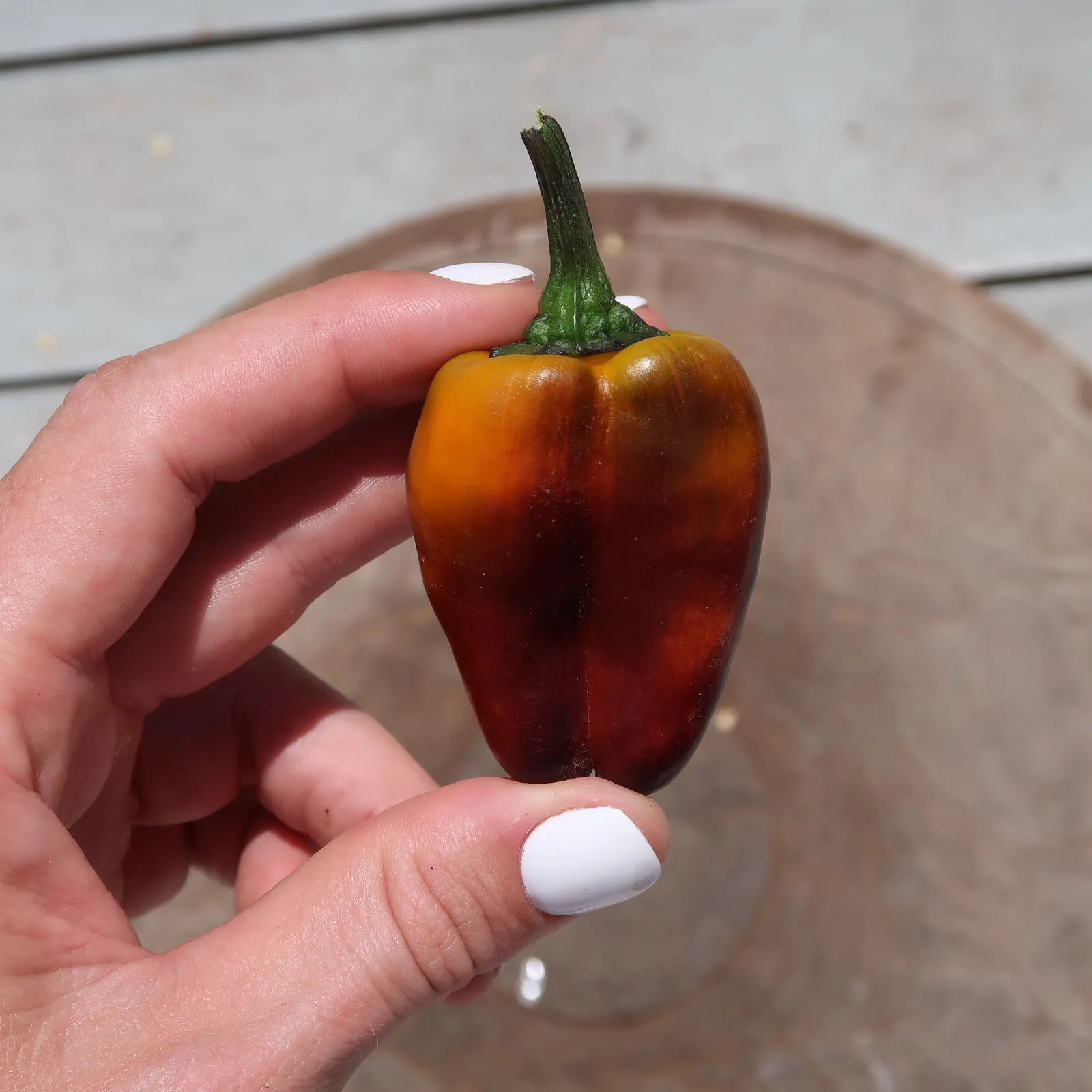 Camelot VSRP Poblano Chilli Seeds - Image 6