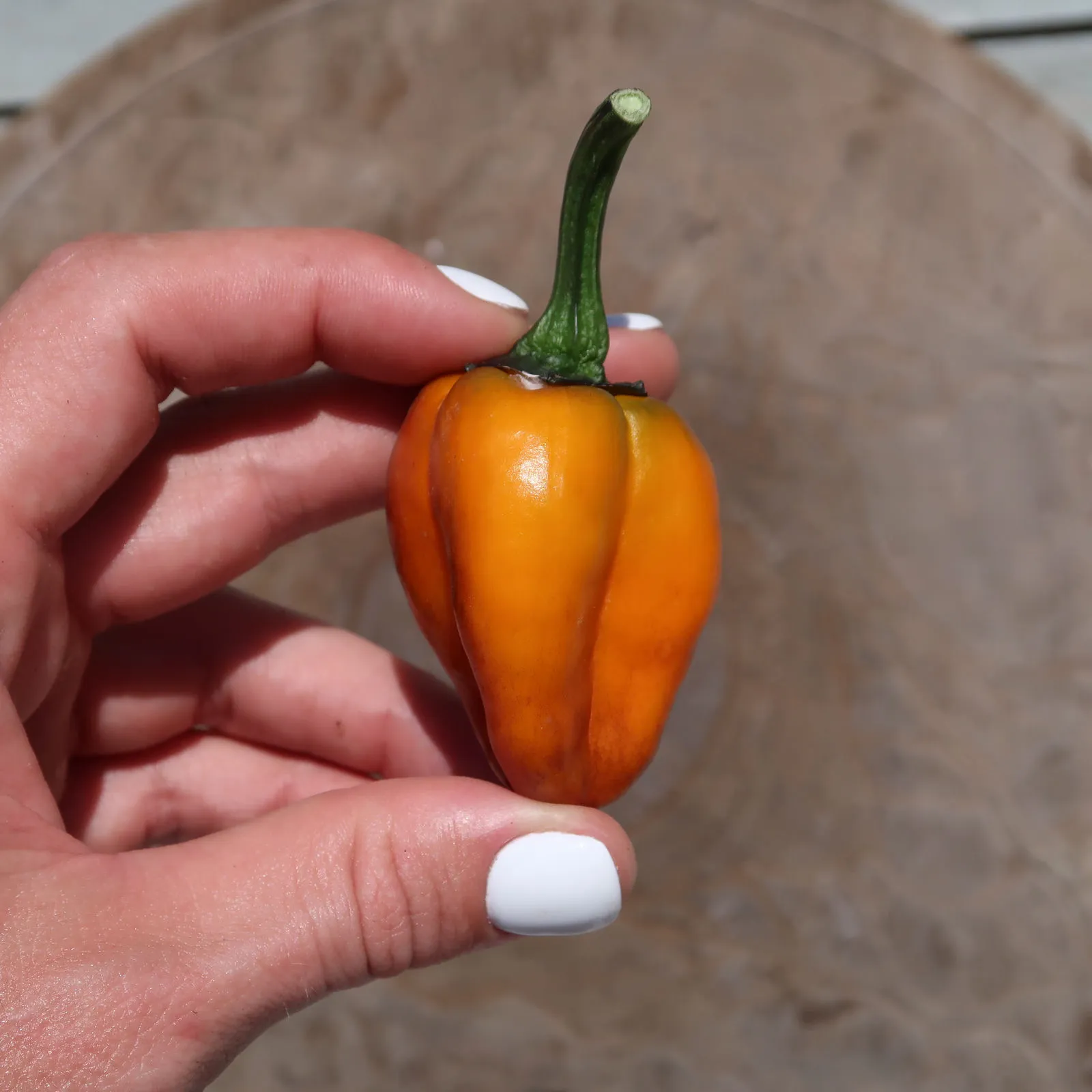 Camelot VSRP Poblano Chilli Seeds - Image 7