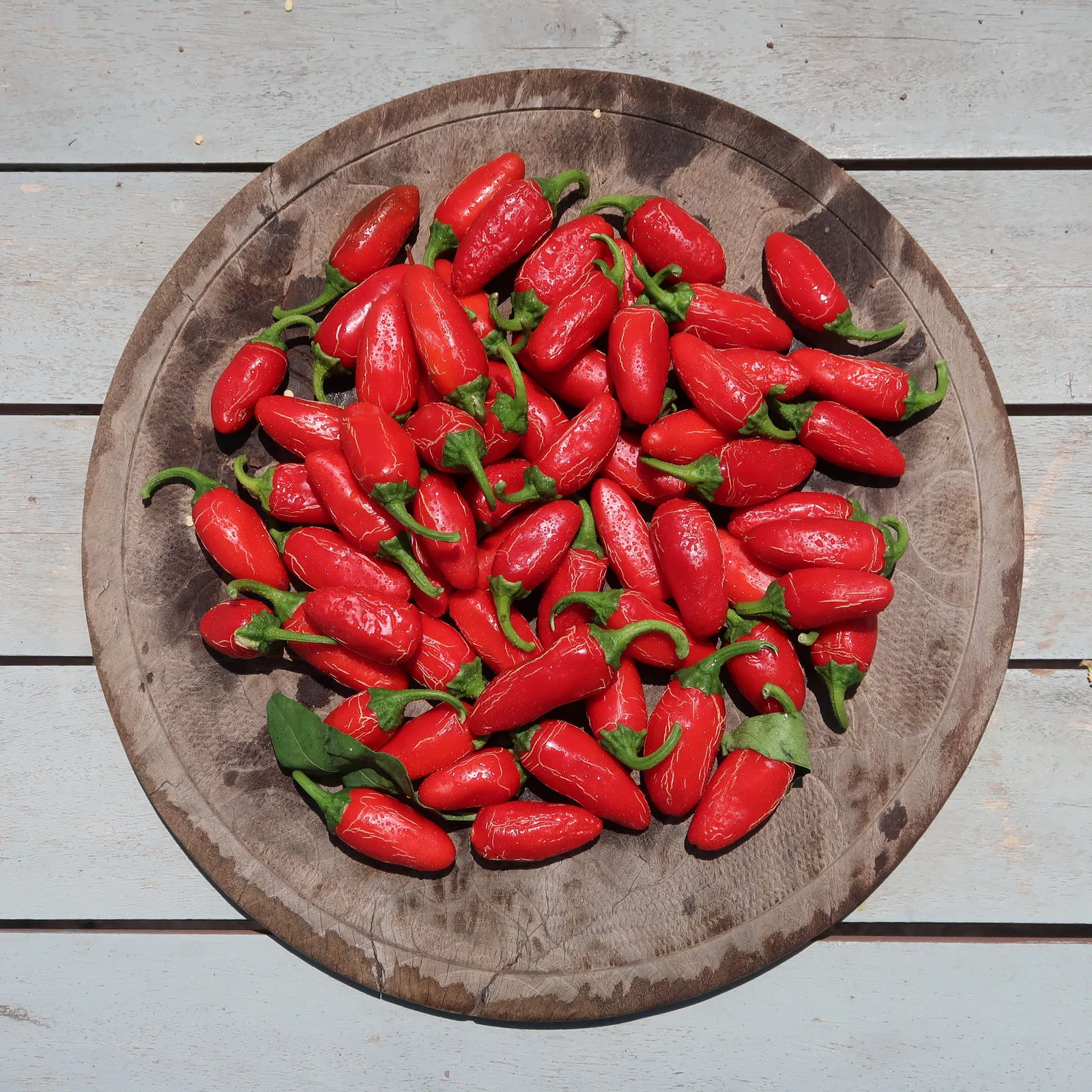 Numex Vaquero Chilli Seeds - Image 2