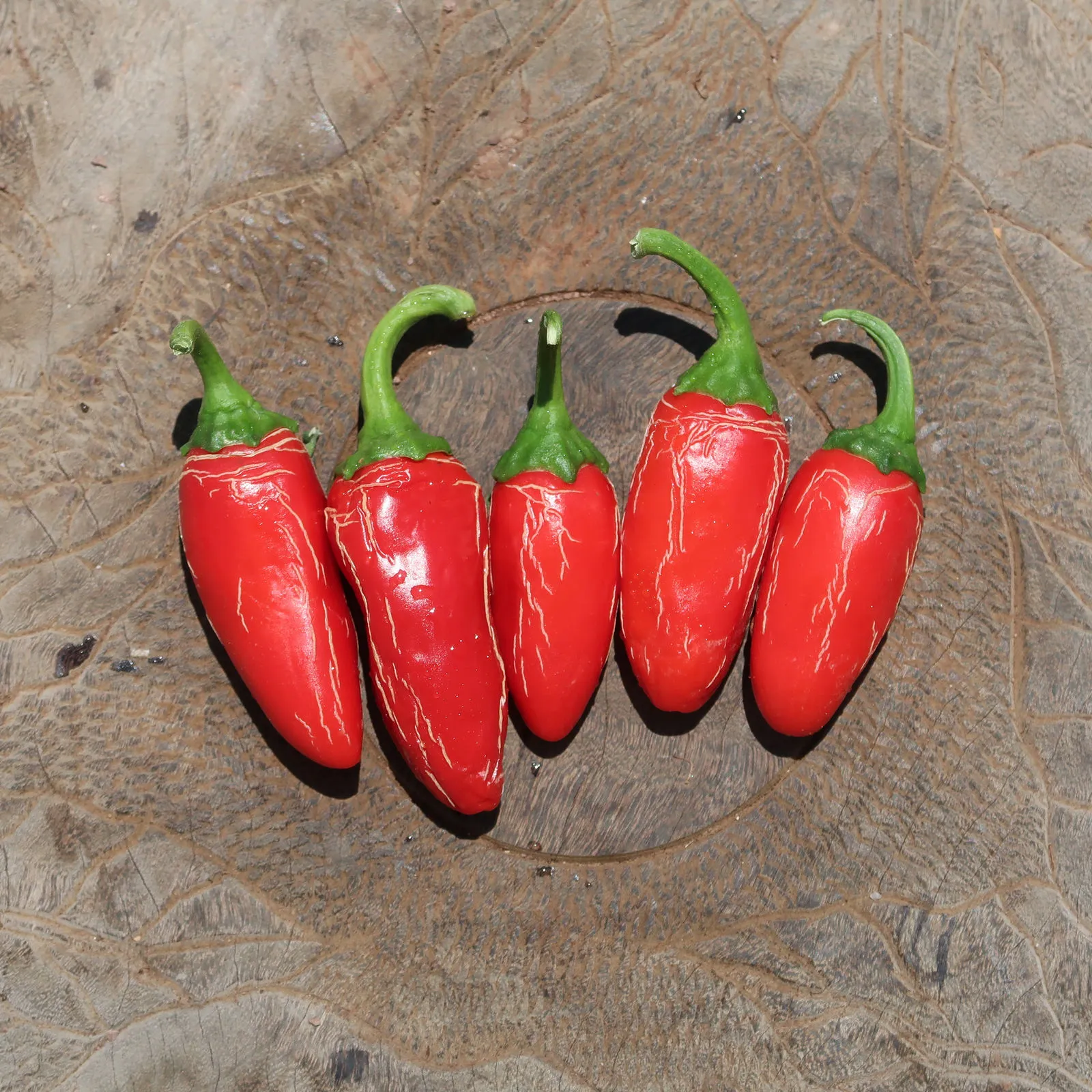 Numex Vaquero Chilli Seeds - Image 4