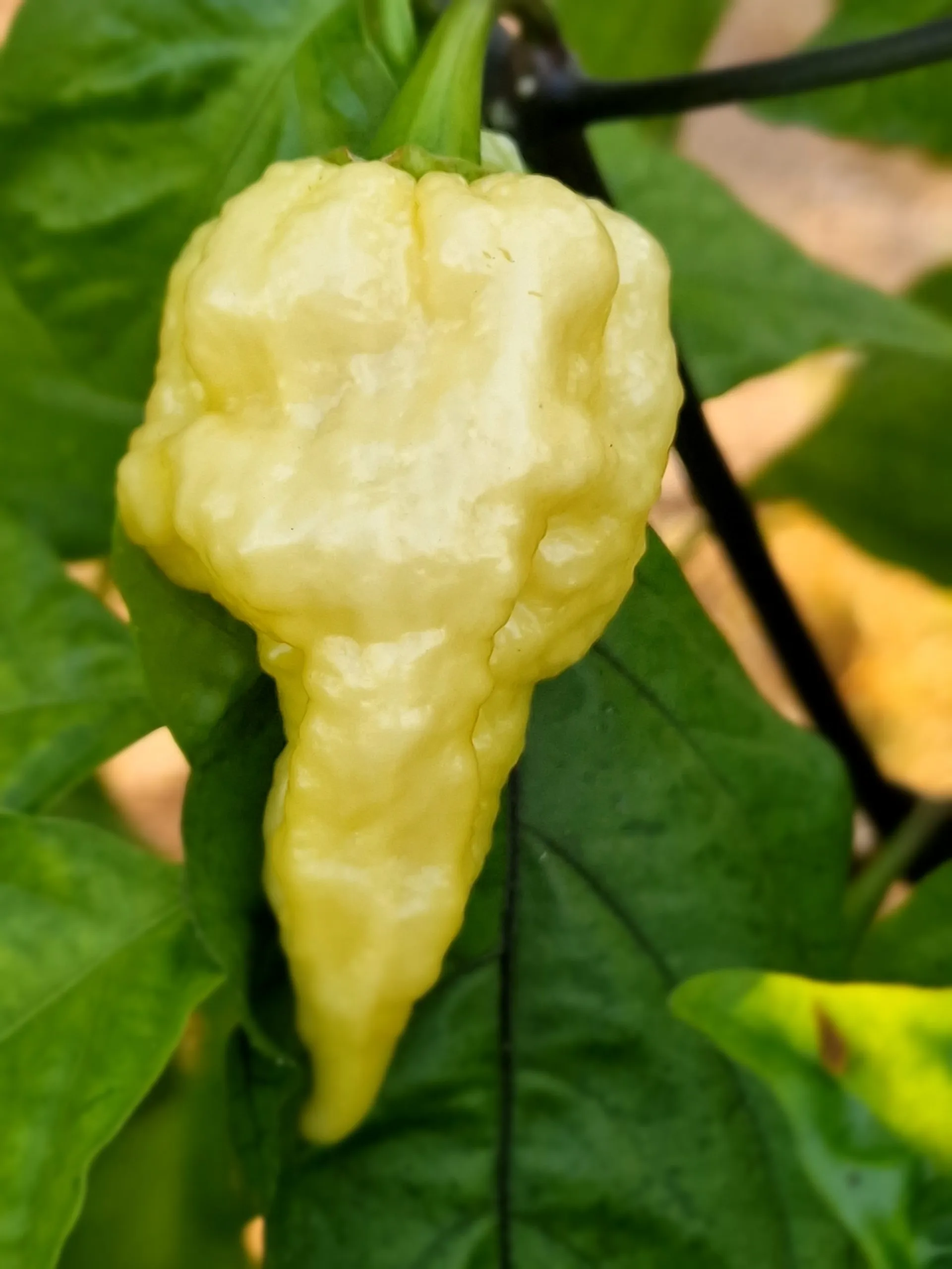 Jays x Pink x Reaper Lemon Chilli Seeds - Image 3