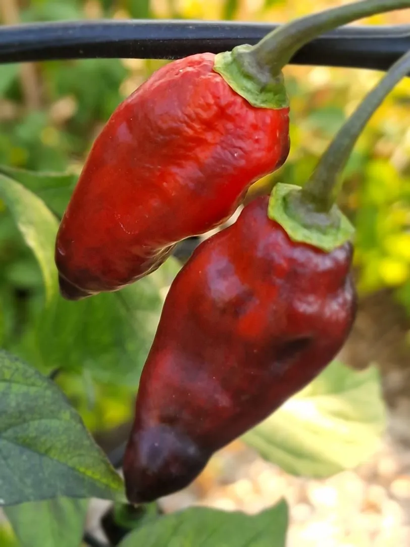 Black Jes Chilli Seeds - Image 5