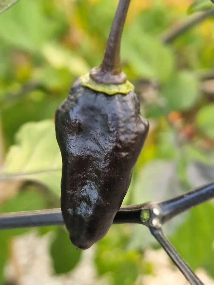 Black Jes Chilli Seeds - Image 4