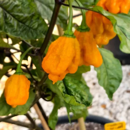 Duelling Horizon Chilli Seeds