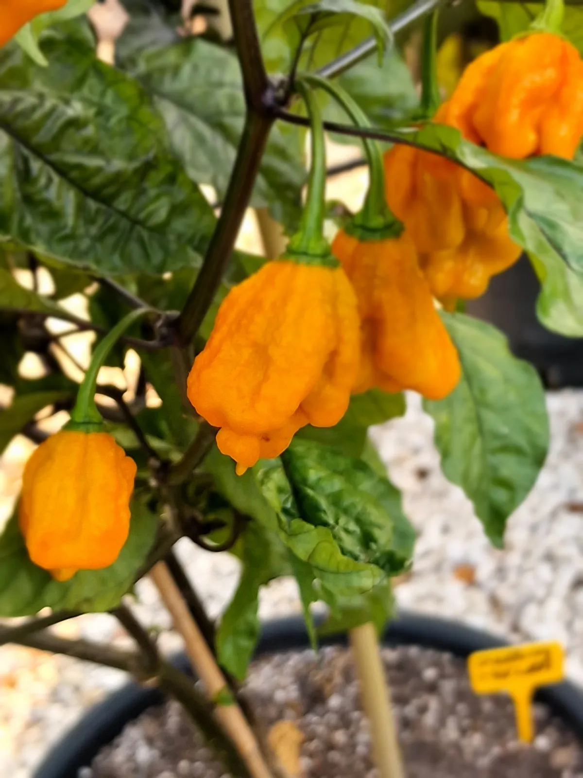 Duelling Horizon Chilli Seeds