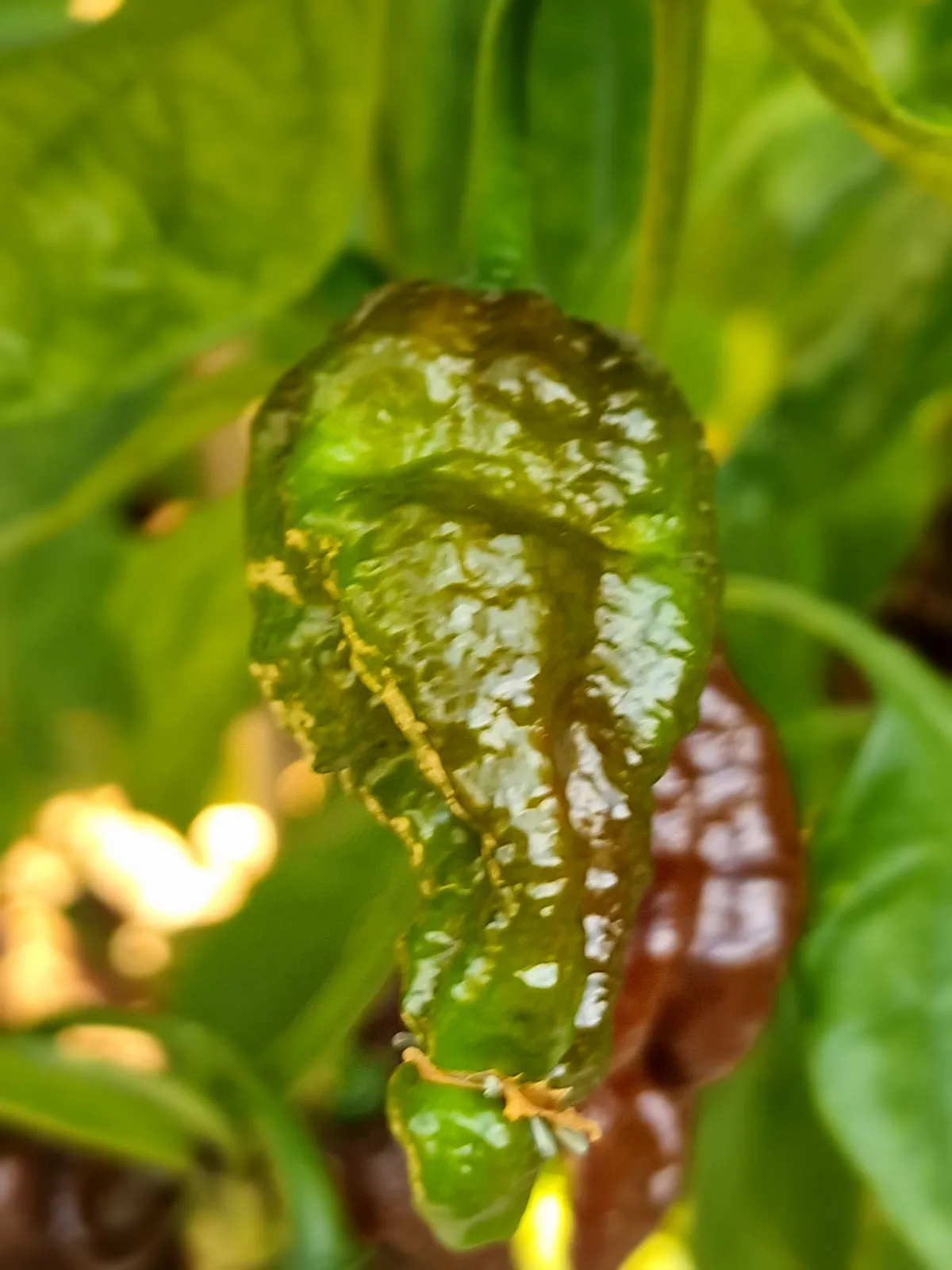 Black Monster Chilli Seeds - Image 3