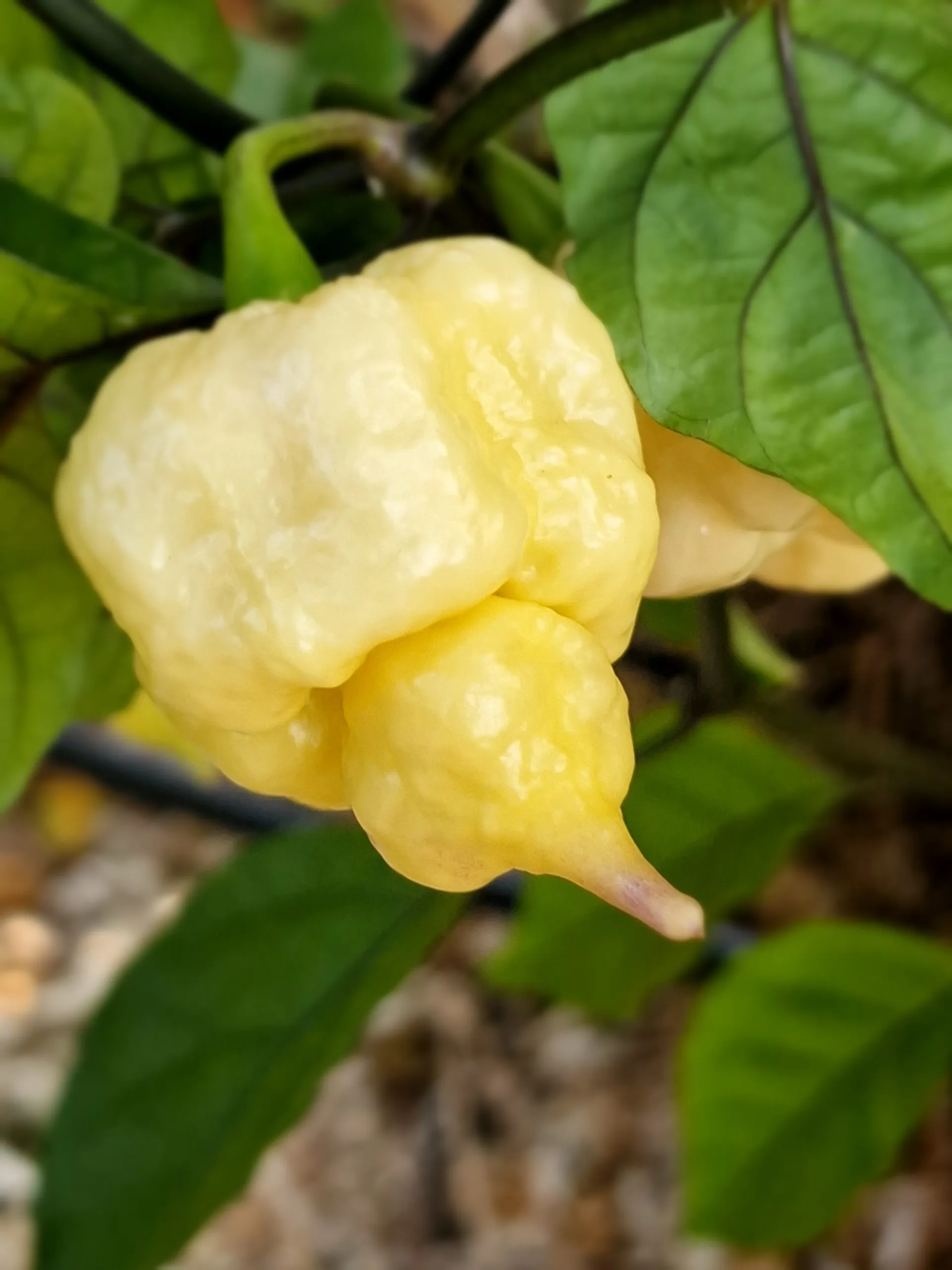 Jays x Pink x Reaper Lemon Chilli Seeds - Image 16