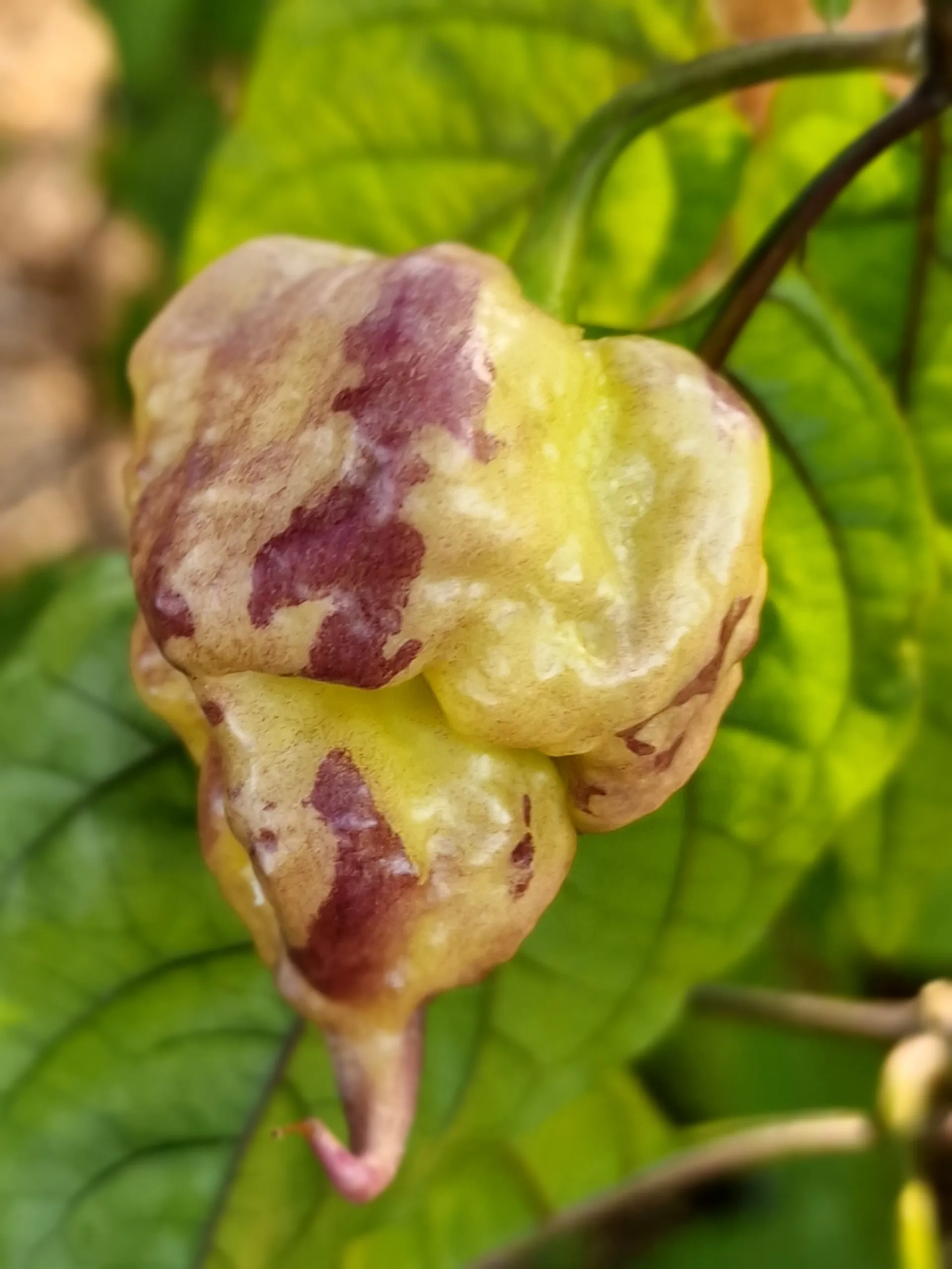 Jays x Pink x Reaper Lemon Chilli Seeds - Image 6