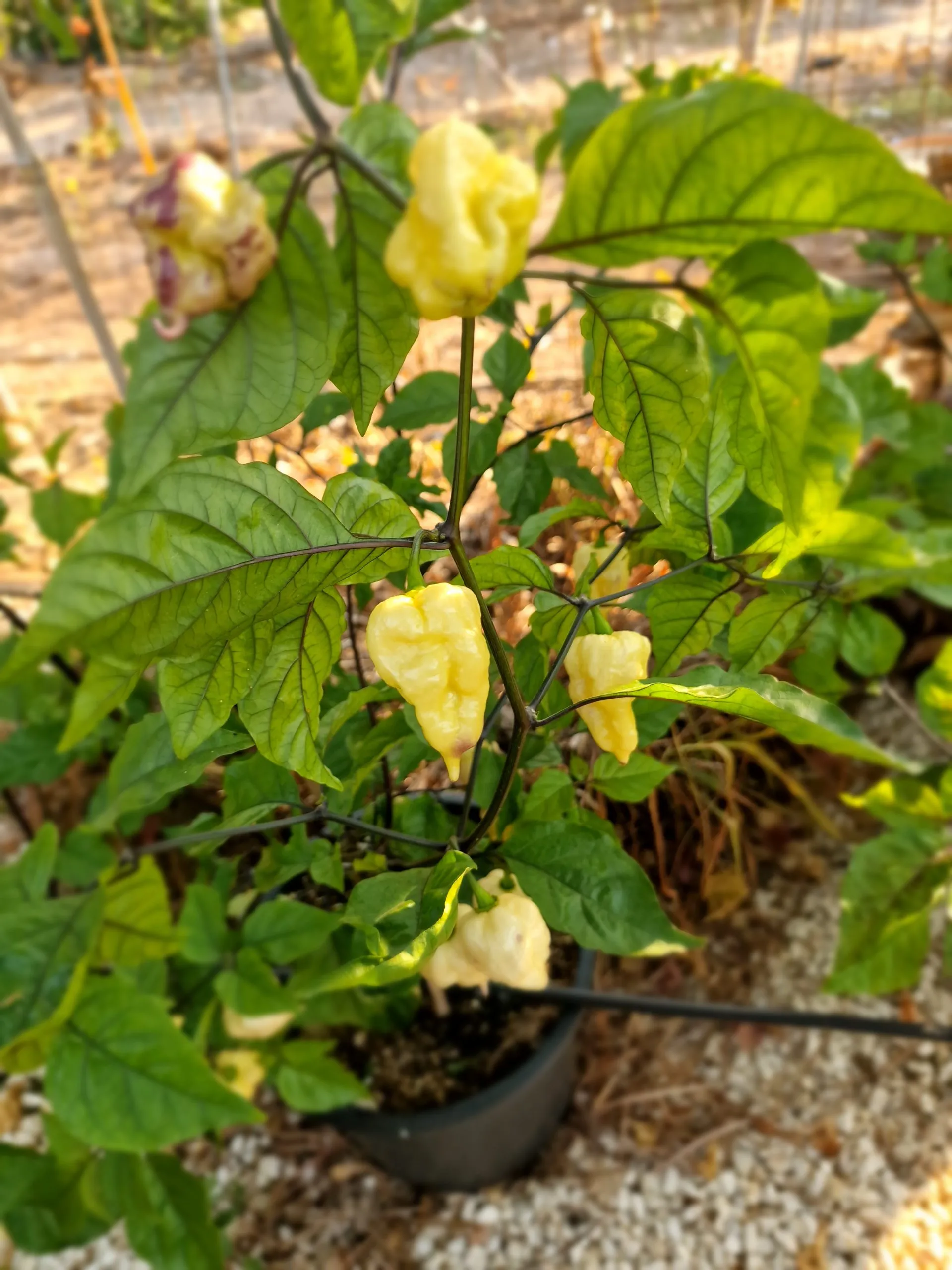 Jays x Pink x Reaper Lemon Chilli Seeds - Image 17