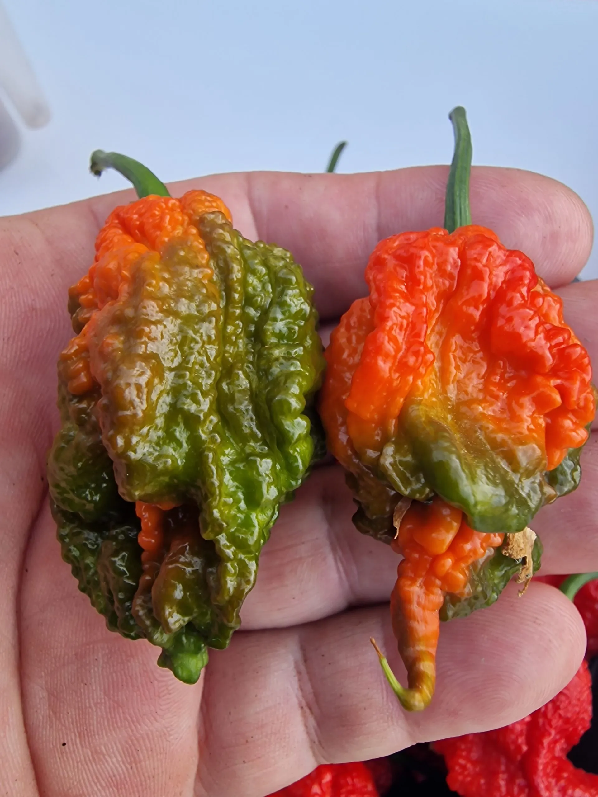 Ragnarok Chilli Seeds - Image 5