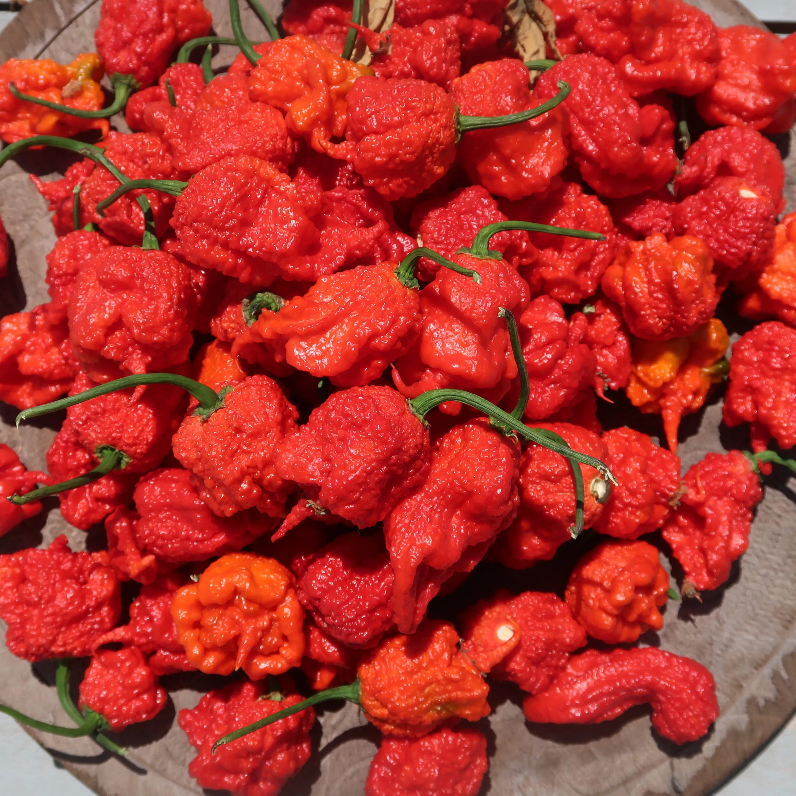 Ragnarok Chilli Seeds - Image 6