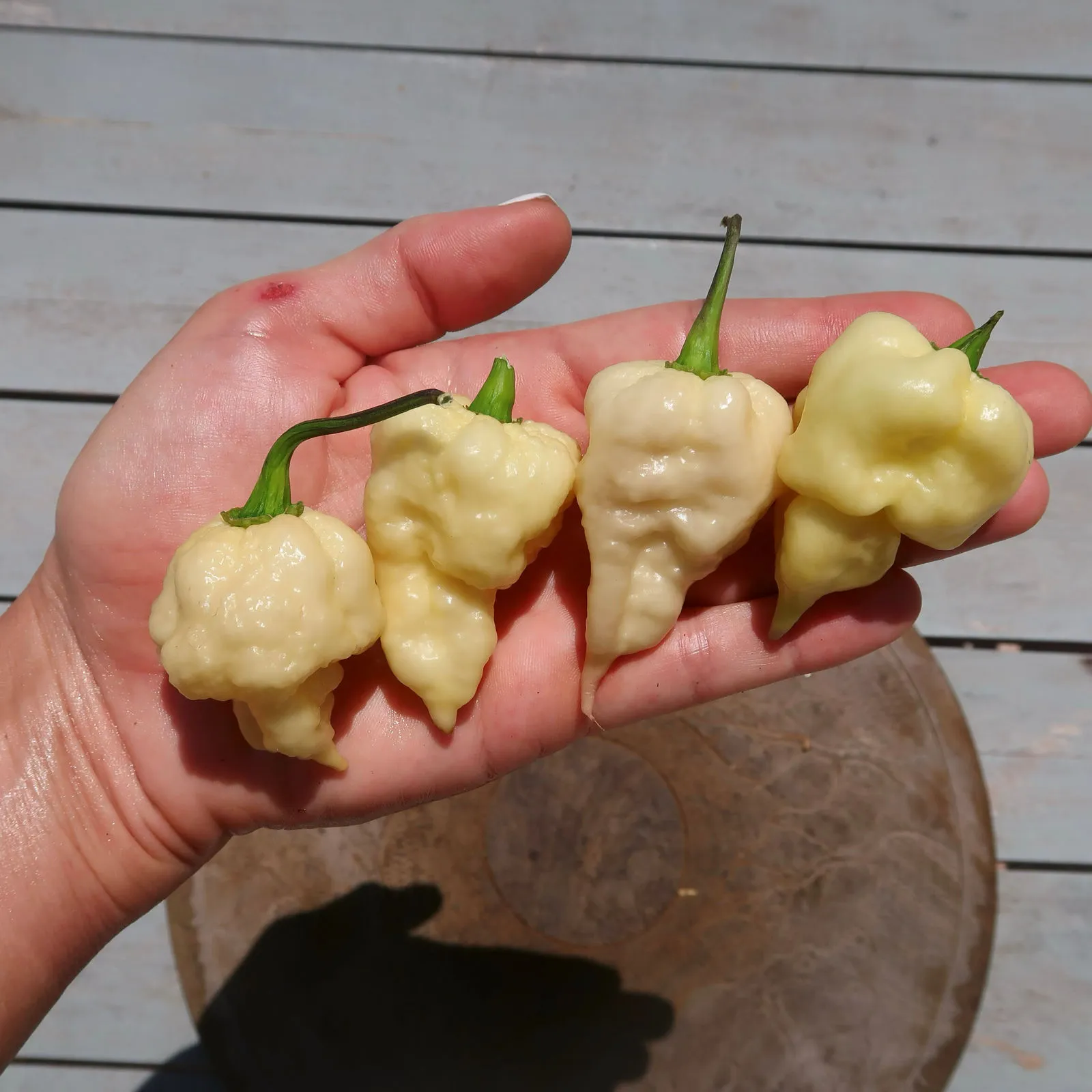 Jays x Pink x Reaper Lemon Chilli Seeds - Image 2