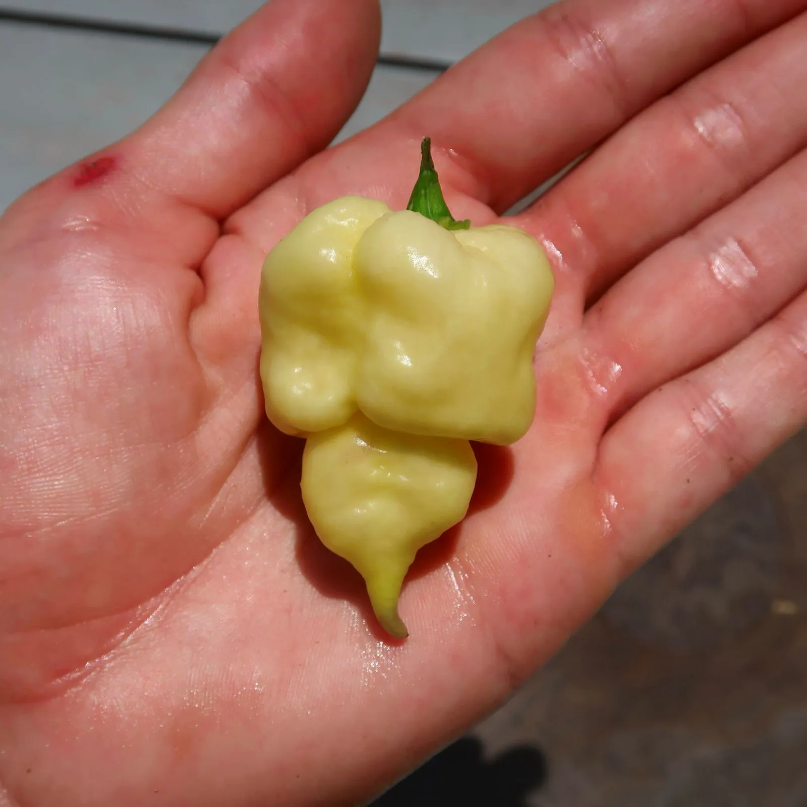 Jays x Pink x Reaper Lemon Chilli Seeds - Image 5