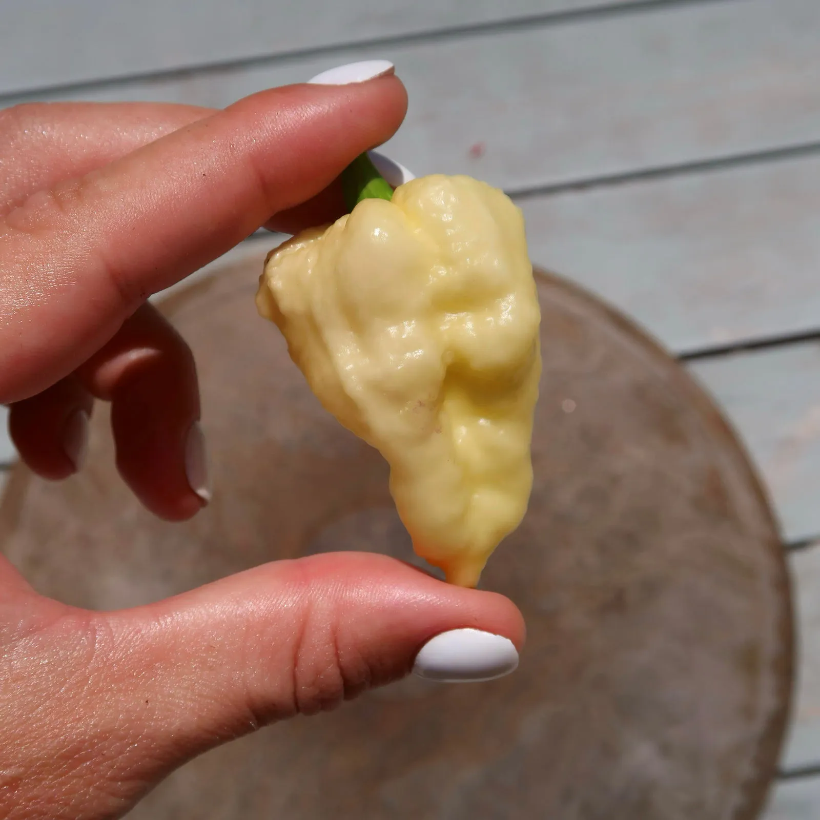 Jays x Pink x Reaper Lemon Chilli Seeds - Image 7