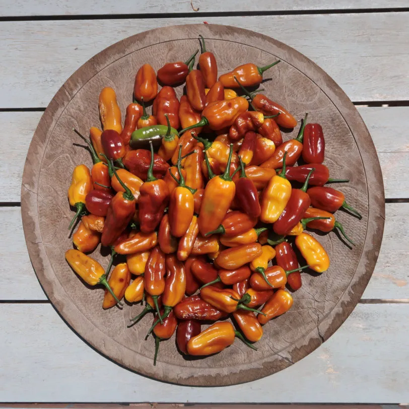 Pimenta Puma Chilli Seeds - Image 2