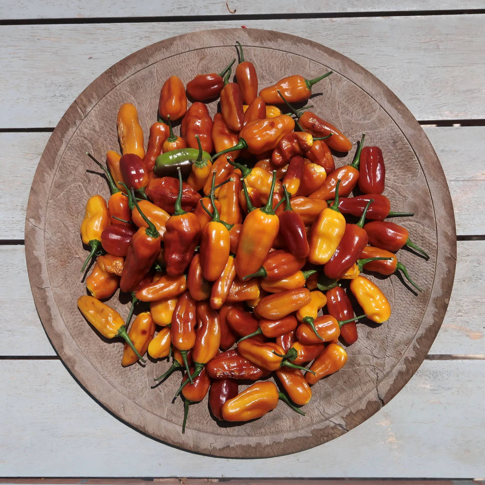 Pimenta Puma Chilli Seeds - Image 2