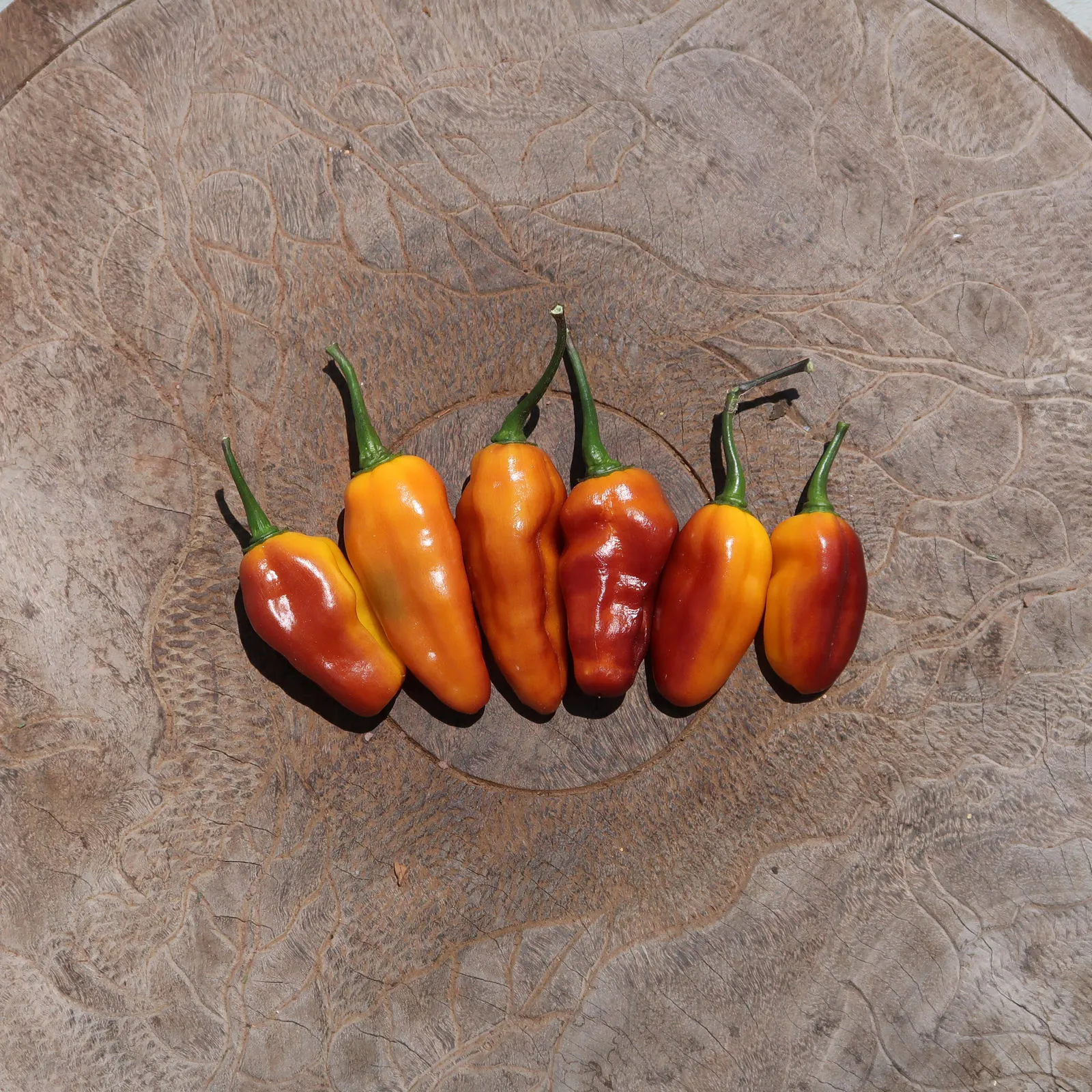 Pimenta Puma Chilli Seeds - Image 7