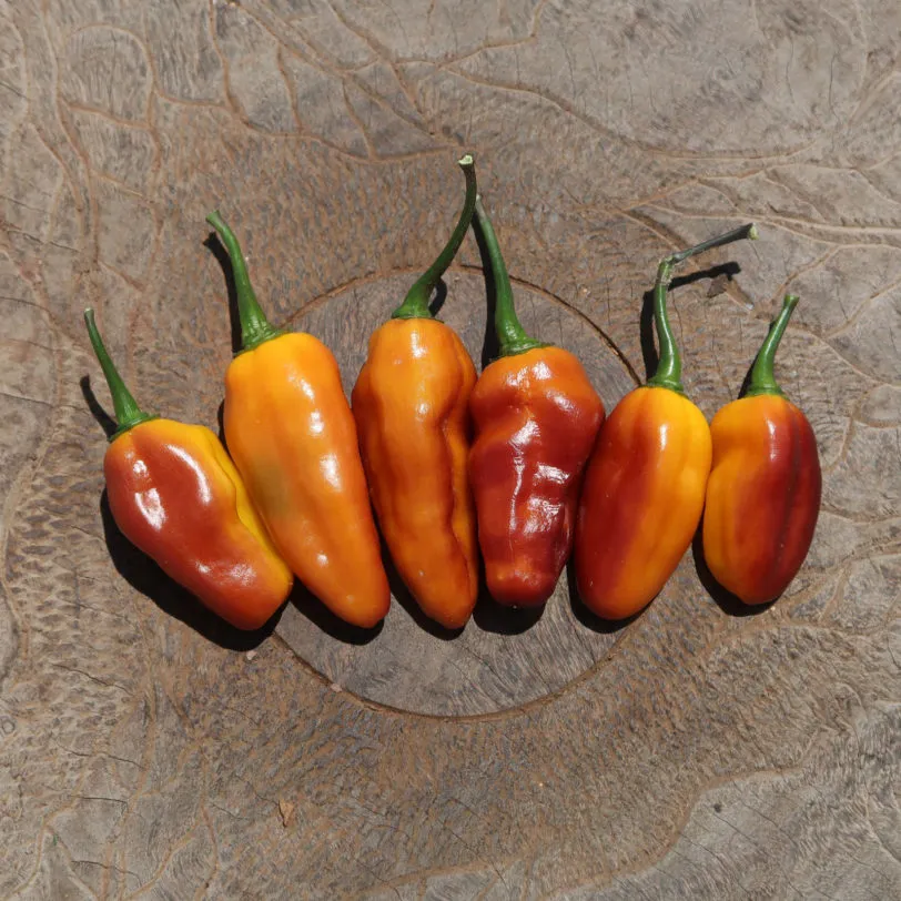 Pimenta Puma Chilli Seeds - Image 8