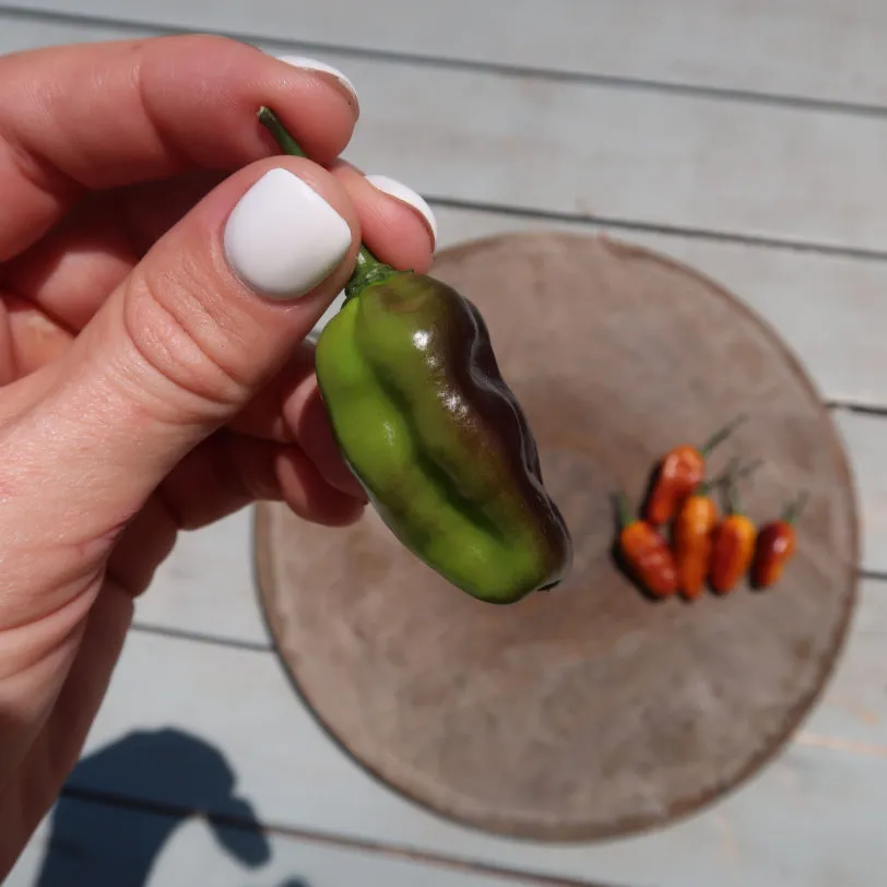 Pimenta Puma Chilli Seeds - Image 10
