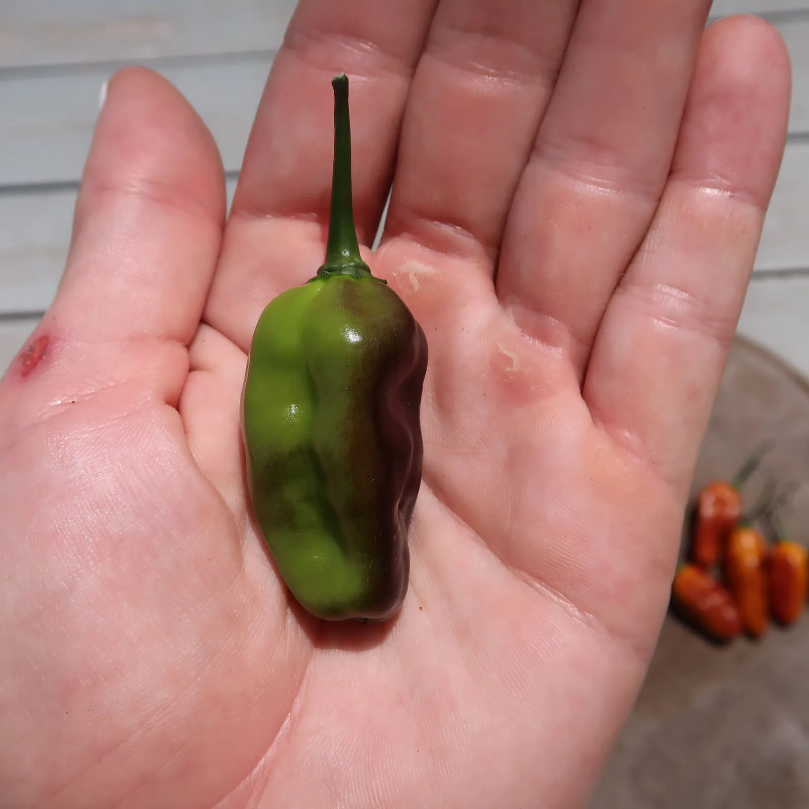 Pimenta Puma Chilli Seeds - Image 11