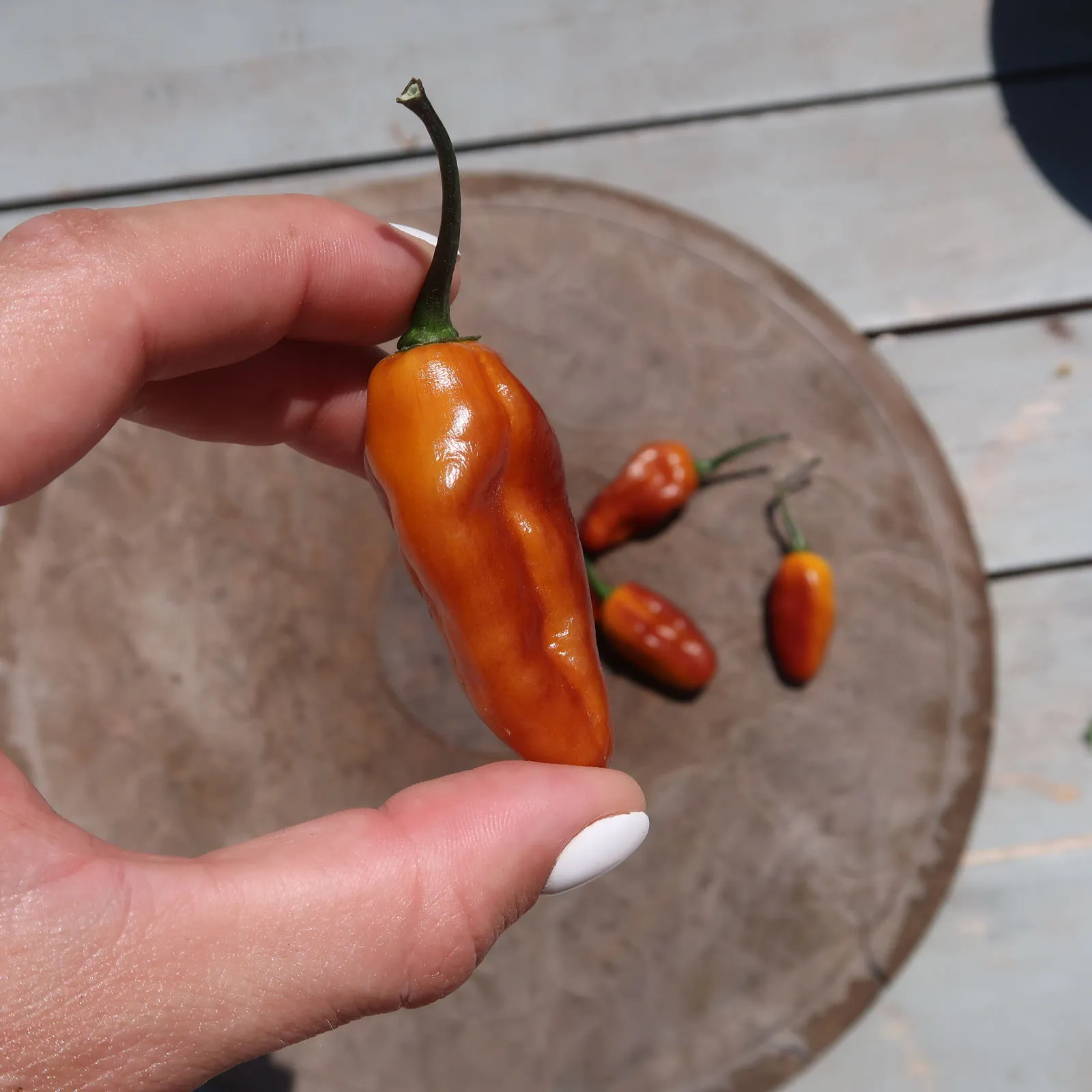 Pimenta Puma Chilli Seeds - Image 12