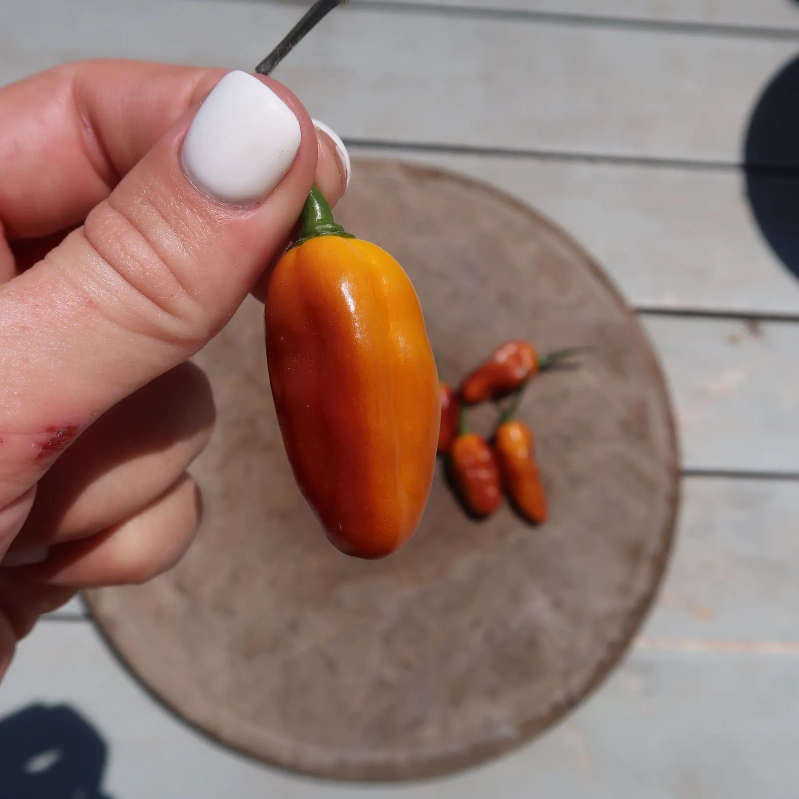 Pimenta Puma Chilli Seeds - Image 13