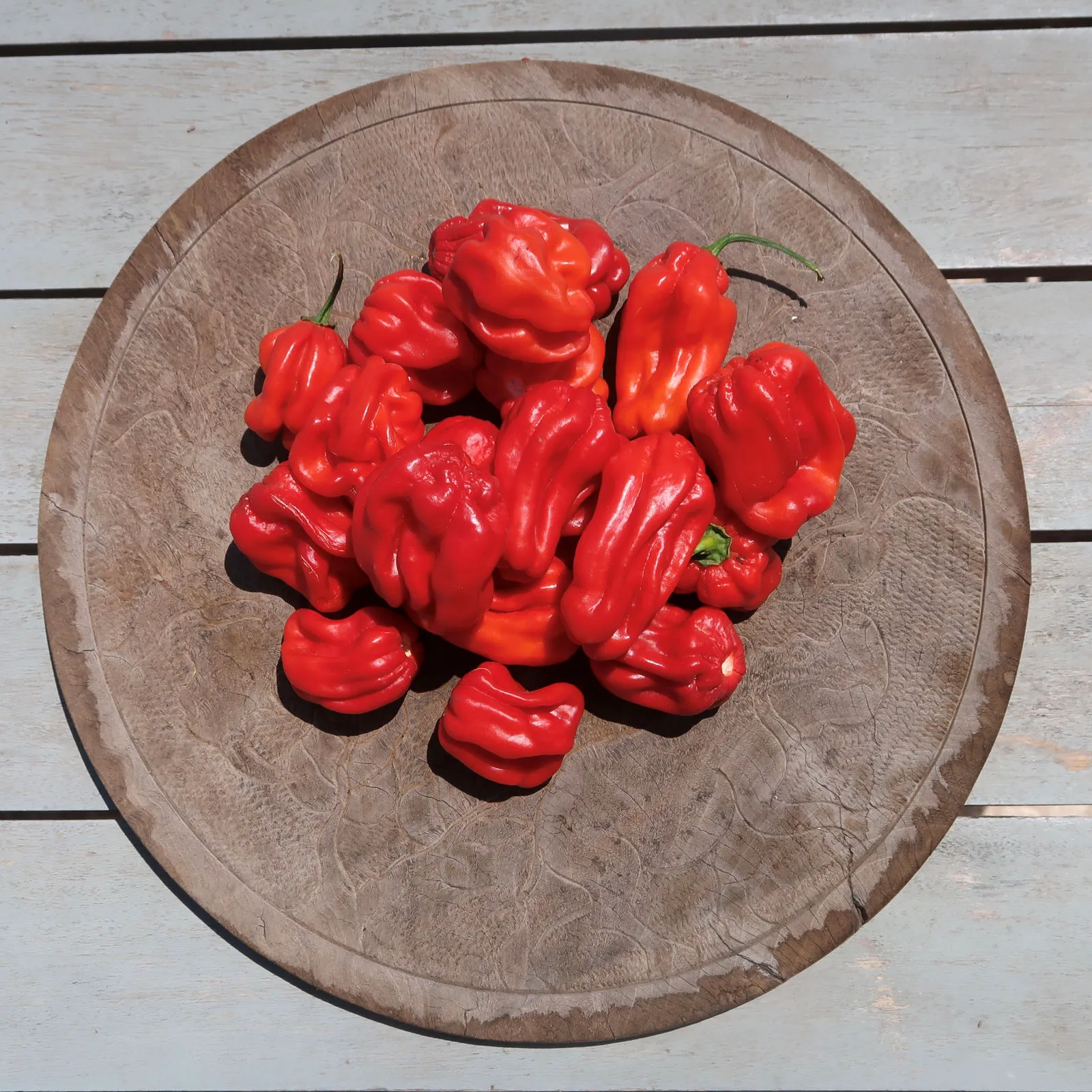 Giant Red Habanero Chilli Seeds - Image 2