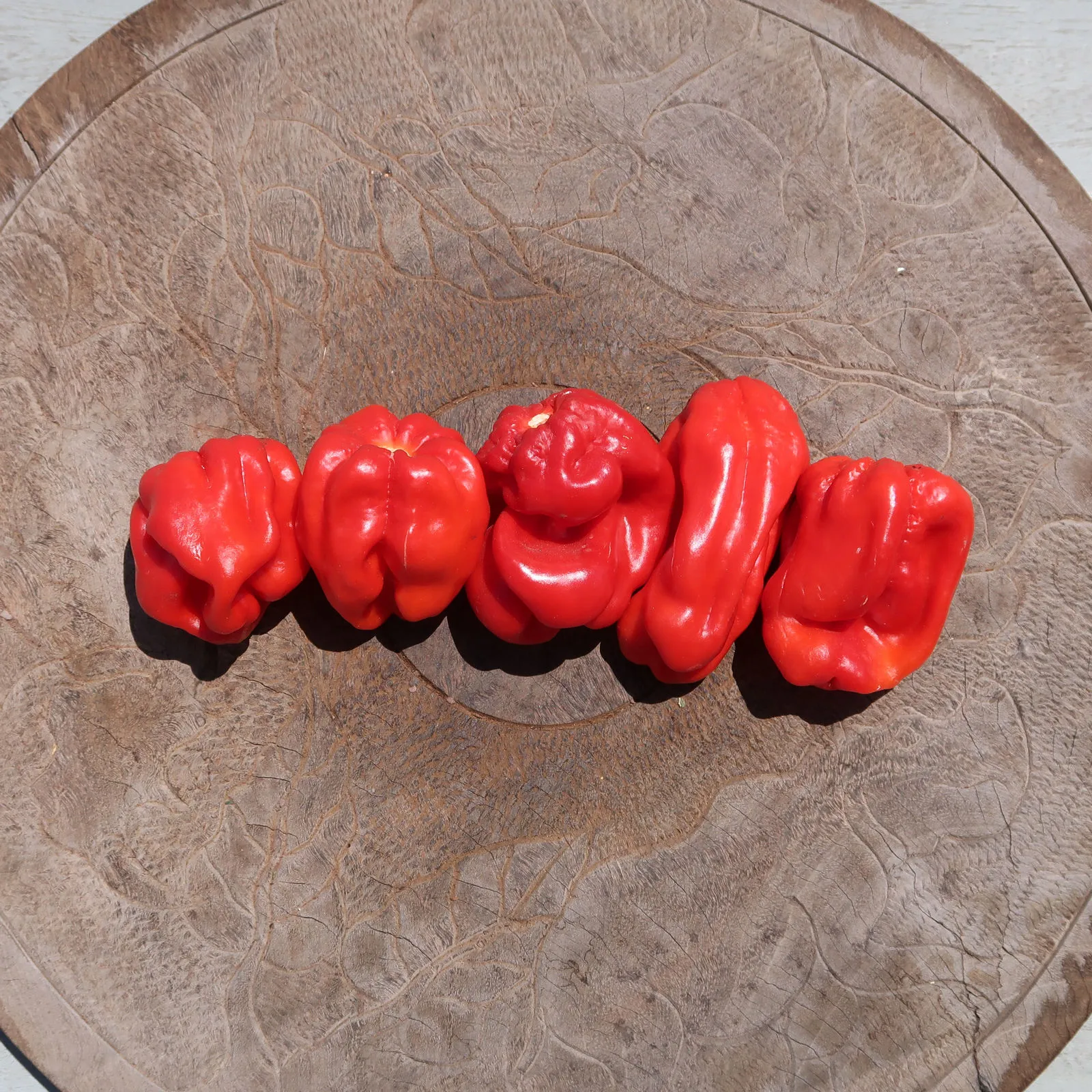 Giant Red Habanero Chilli Seeds - Image 4