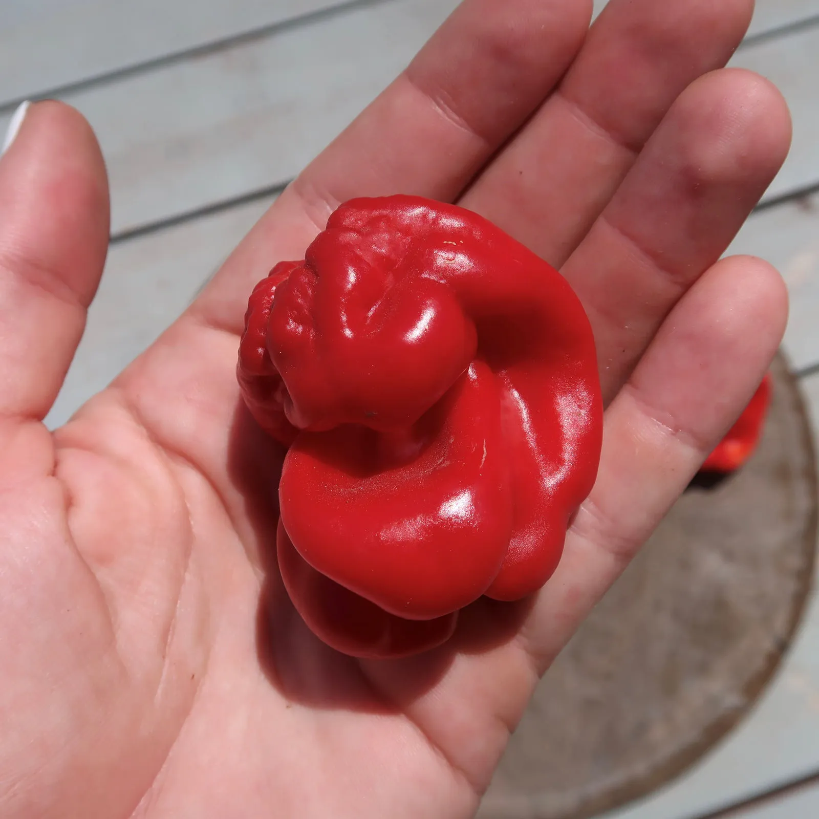 Giant Red Habanero Chilli Seeds - Image 6