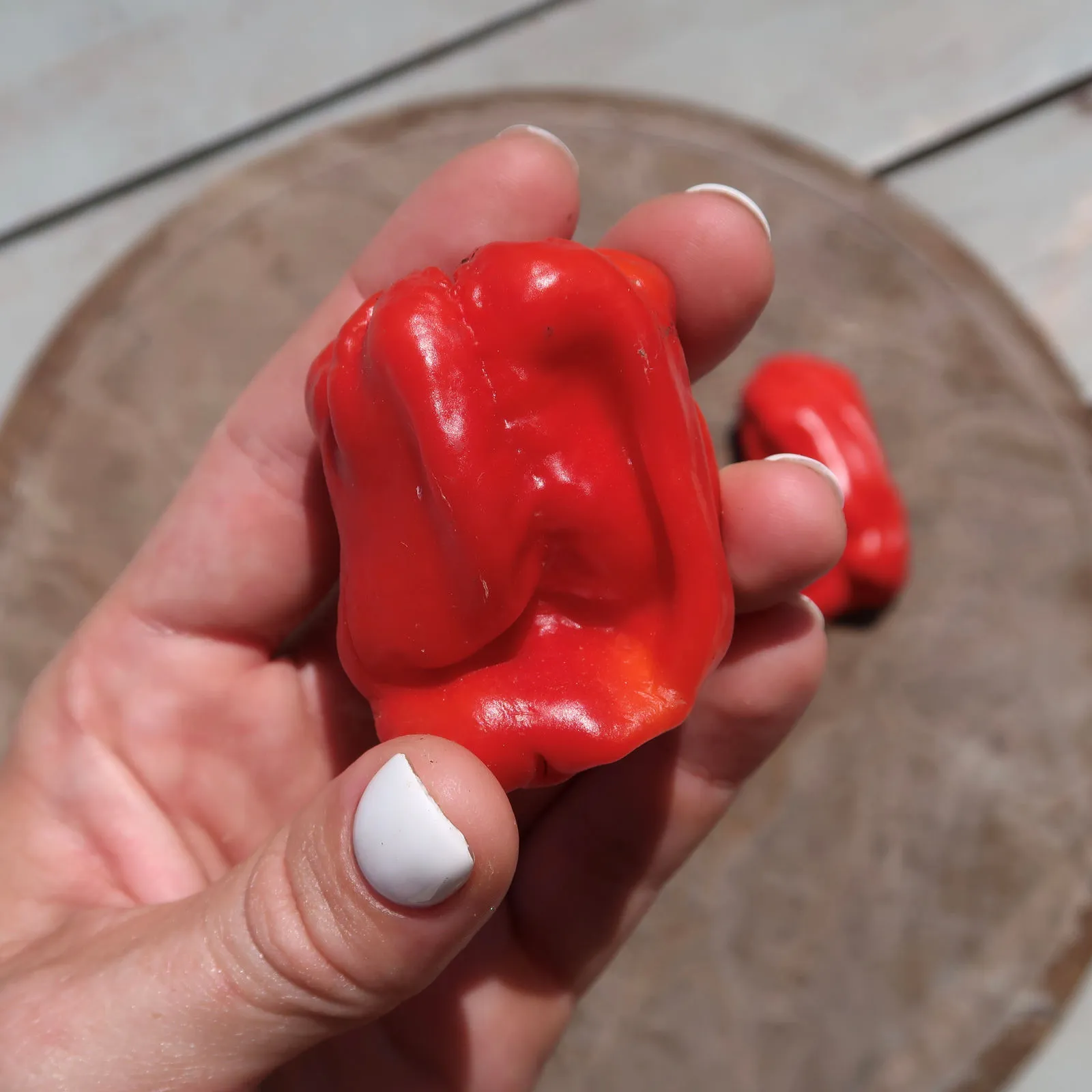 Giant Red Habanero Chilli Seeds - Image 8