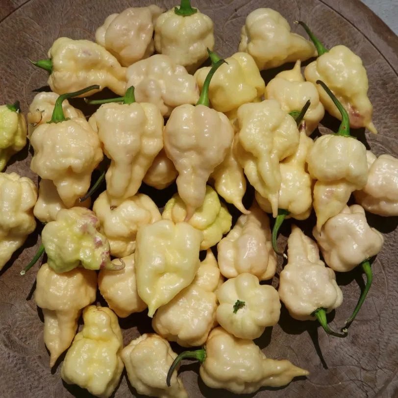 Jays x Pink x Reaper Lemon Chilli Seeds - Image 7