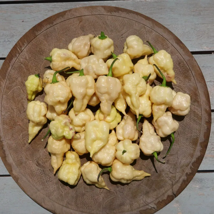 Jays x Pink x Reaper Lemon Chilli Seeds - Image 8
