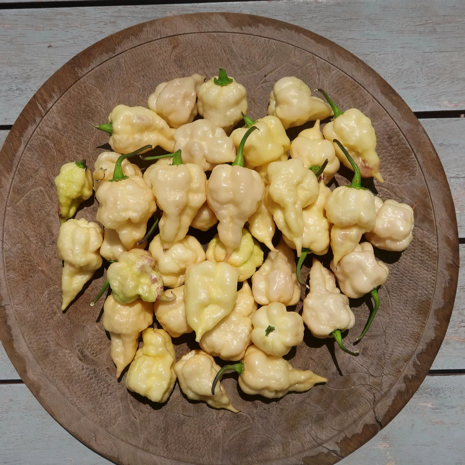 Jays x Pink x Reaper Lemon Chilli Seeds - Image 12