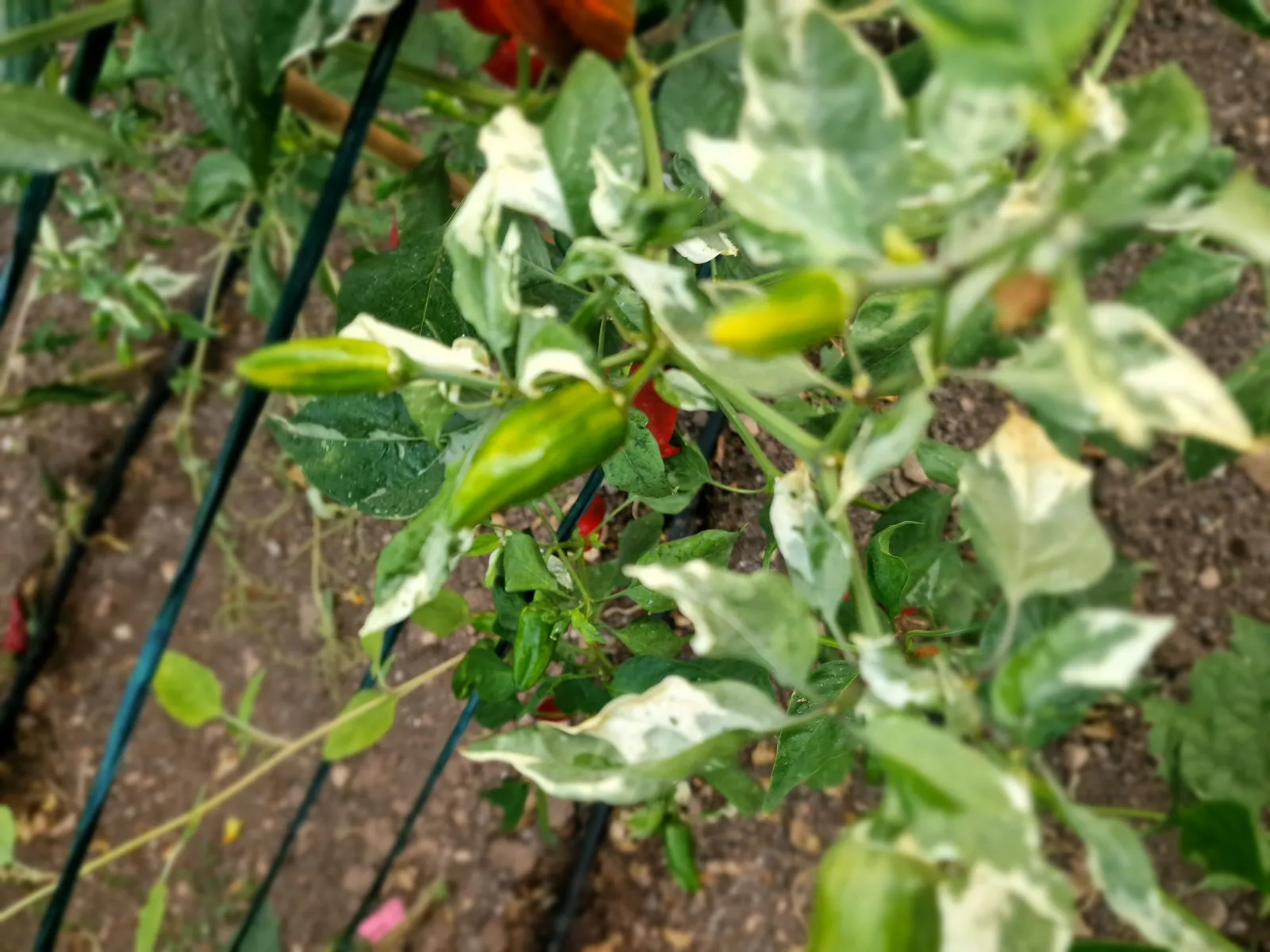 Bryans Blood Rainbow Chilli Seeds - Image 4