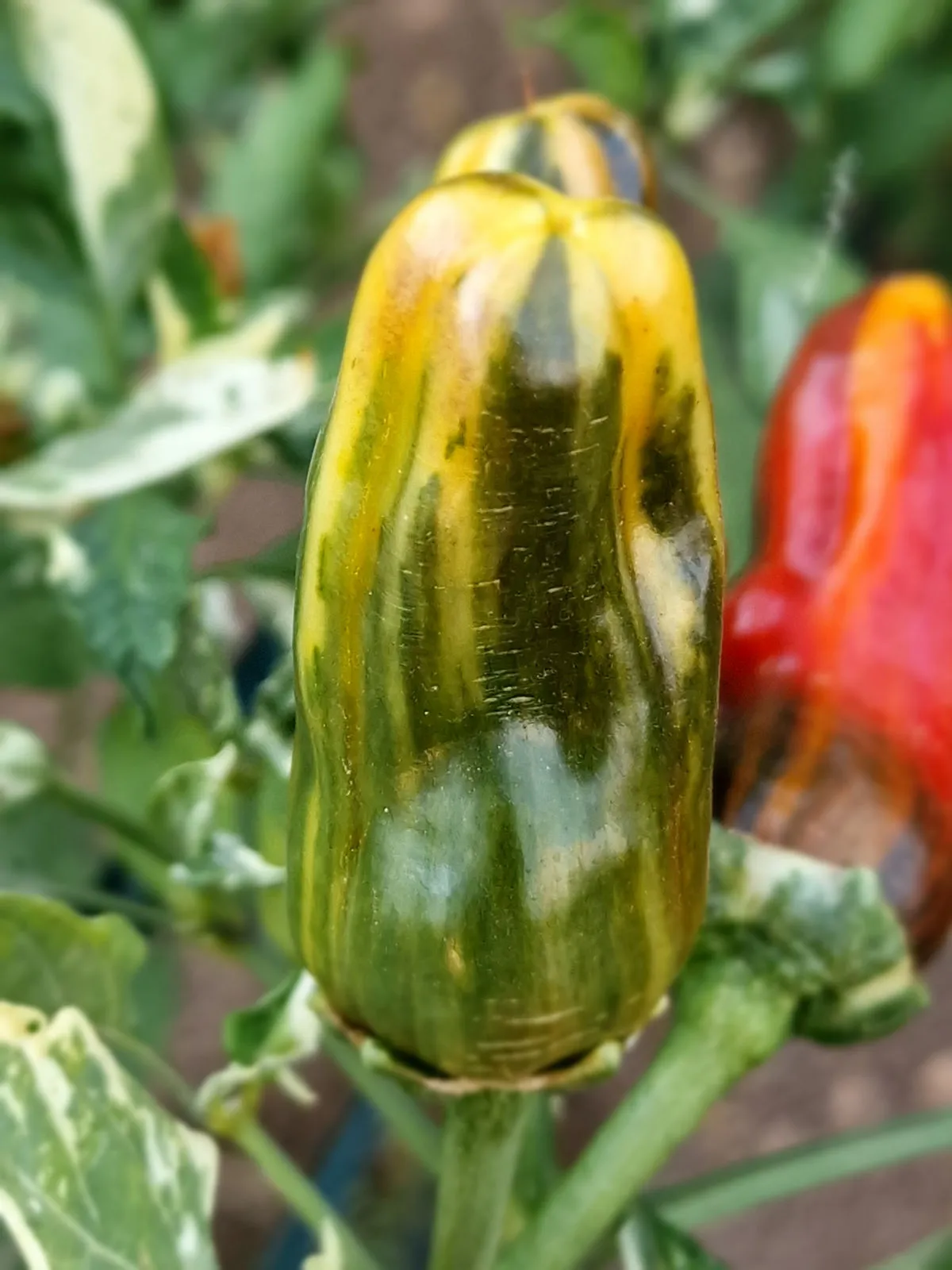 Bryans Blood Rainbow Chilli Seeds - Image 3