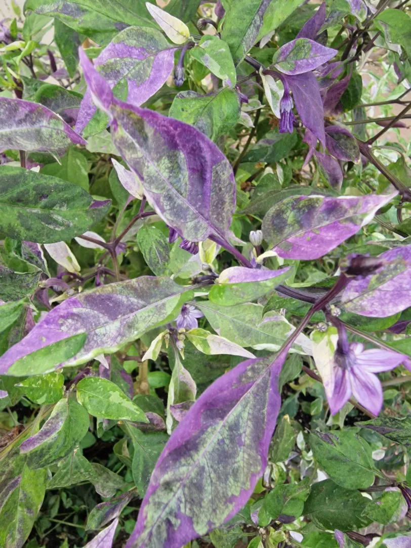 Dream Catcher x Farmers Market Jalapeno Chilli Seeds - Image 6