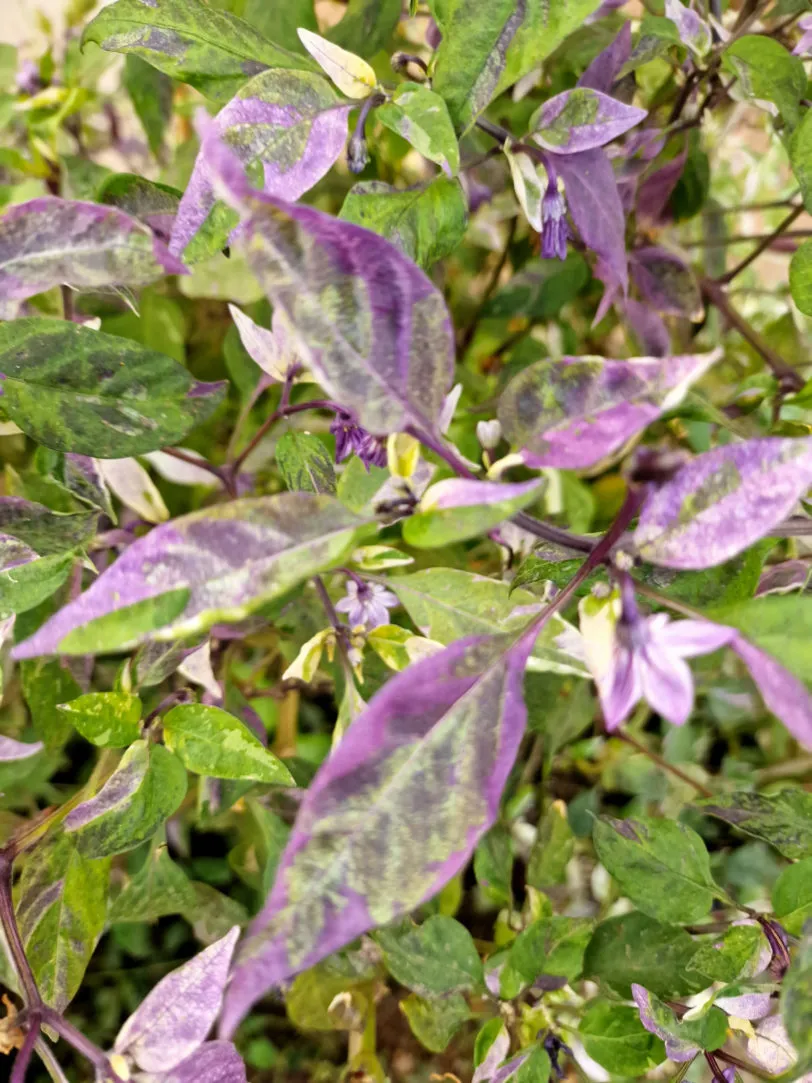 Dream Catcher x Farmers Market Jalapeno Chilli Seeds - Image 10