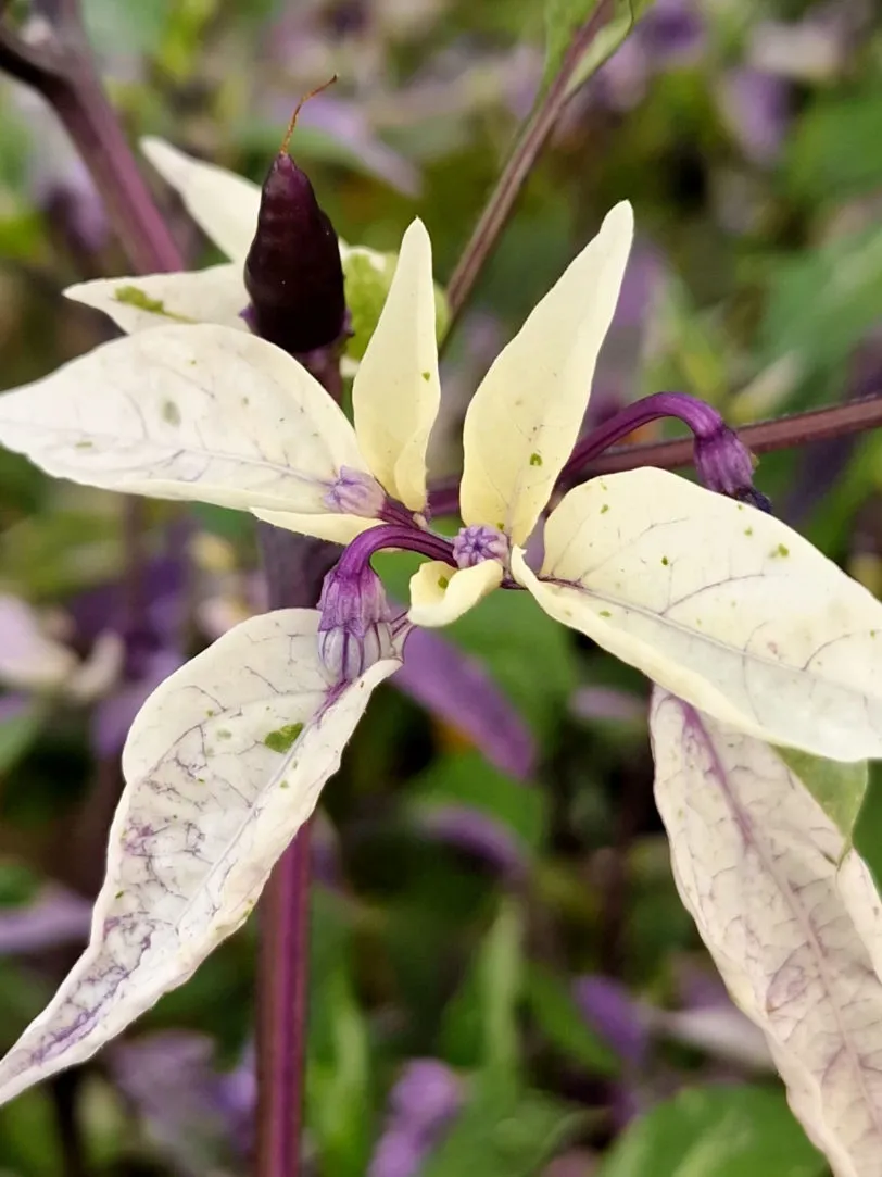 Dream Catcher x Farmers Market Jalapeno Chilli Seeds - Image 8