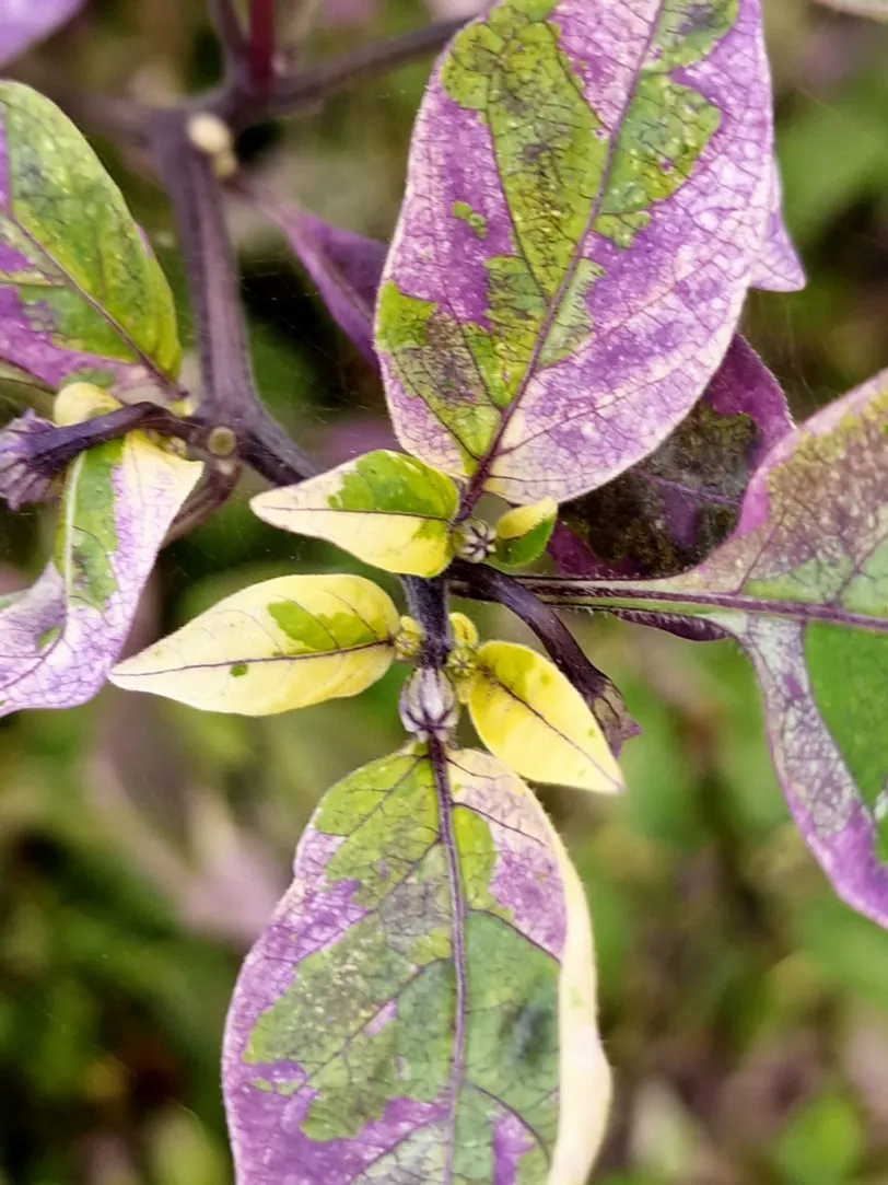 Dream Catcher x Farmers Market Jalapeno Chilli Seeds - Image 7