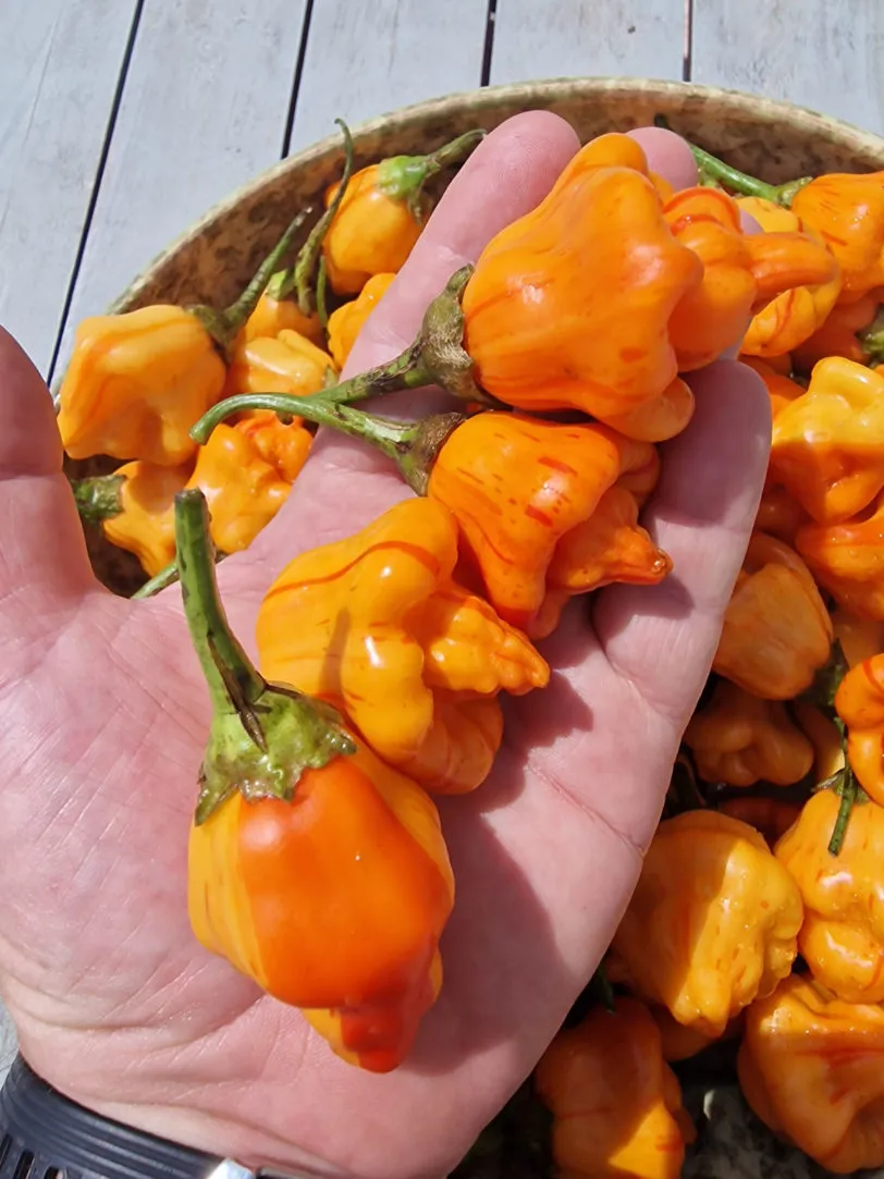 Tangarine Tiger Chilli Seeds - Image 9