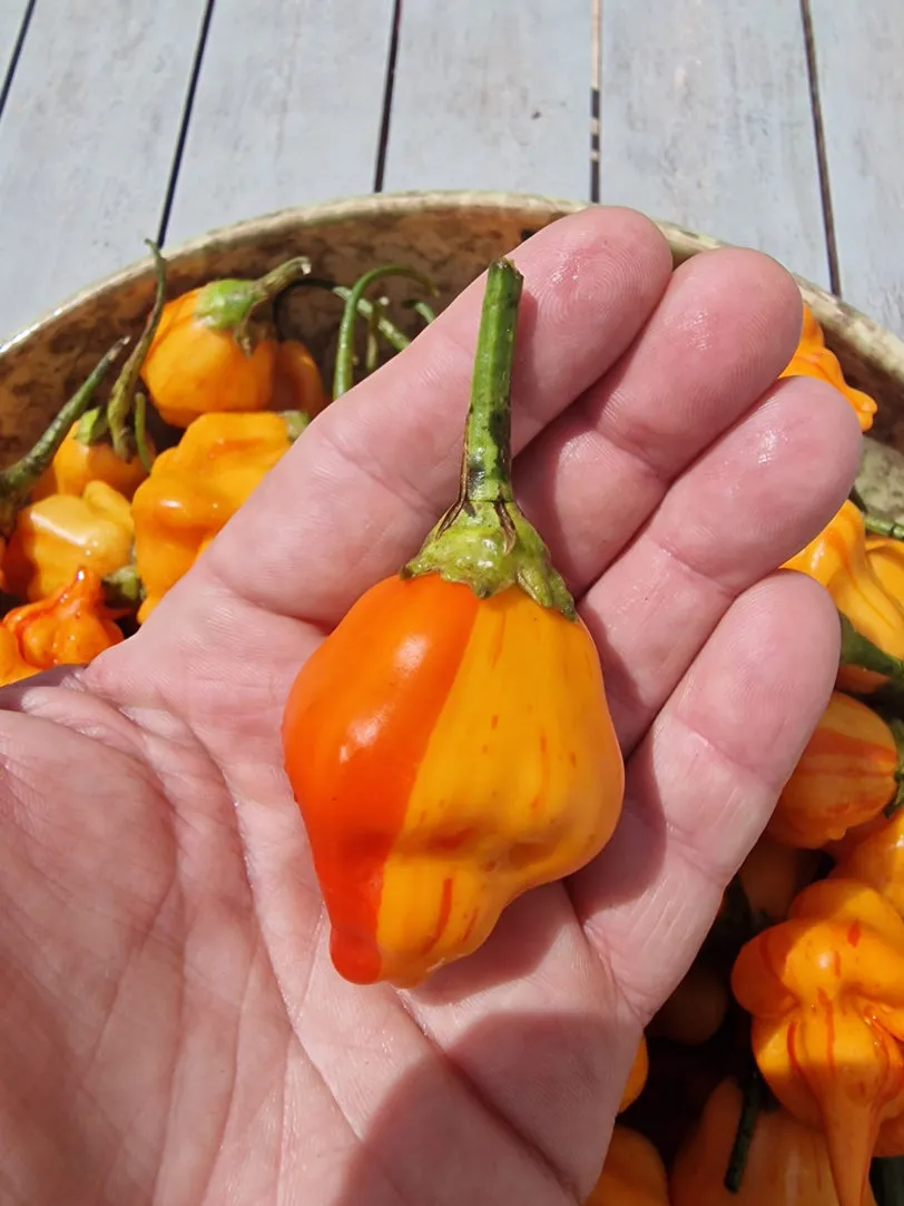 Tangarine Tiger Chilli Seeds - Image 6