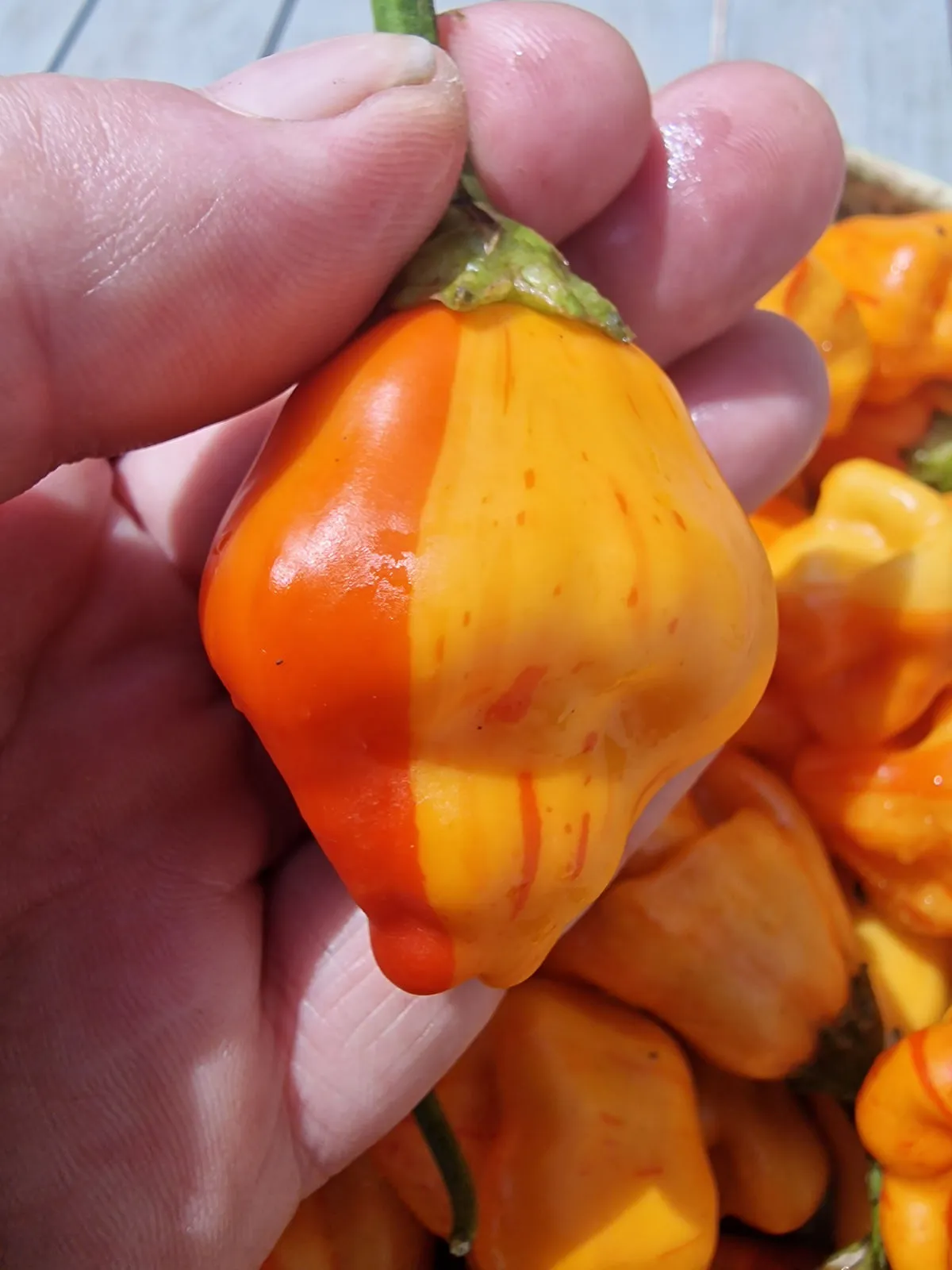 Tangarine Tiger Chilli Seeds - Image 10