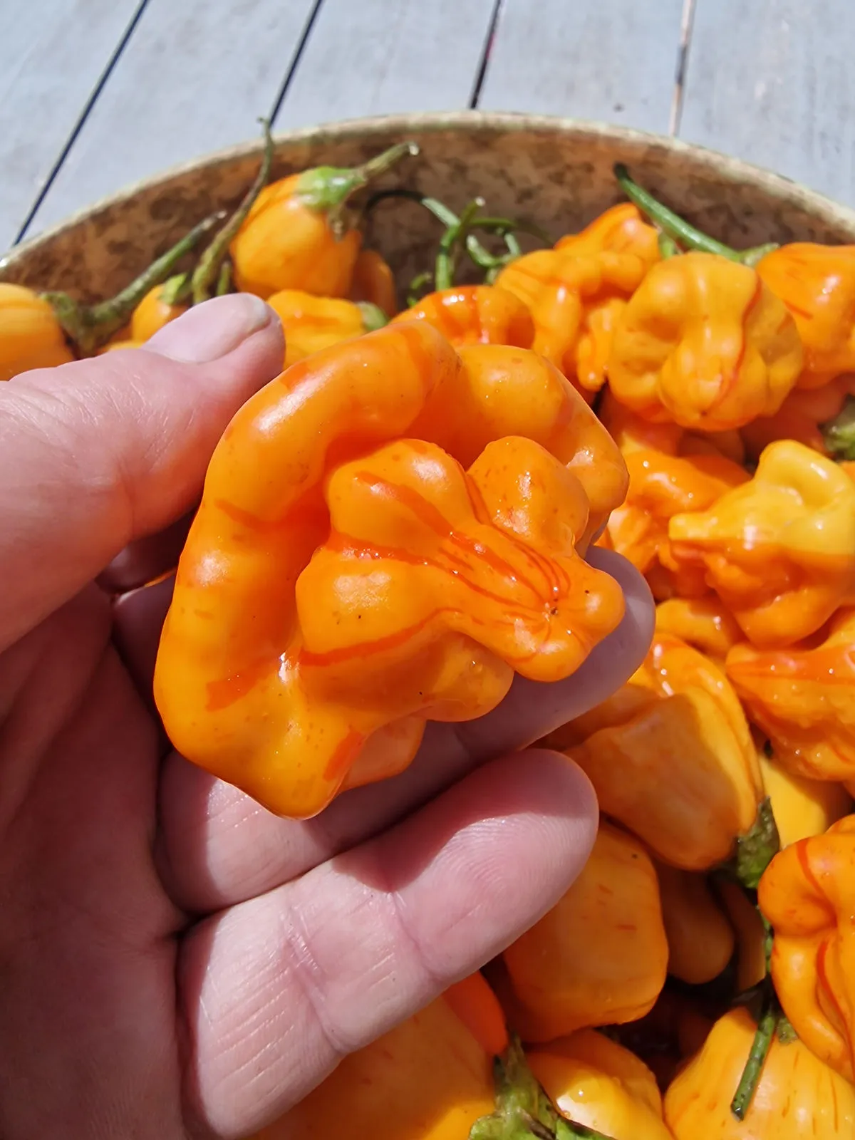 Tangarine Tiger Chilli Seeds - Image 11