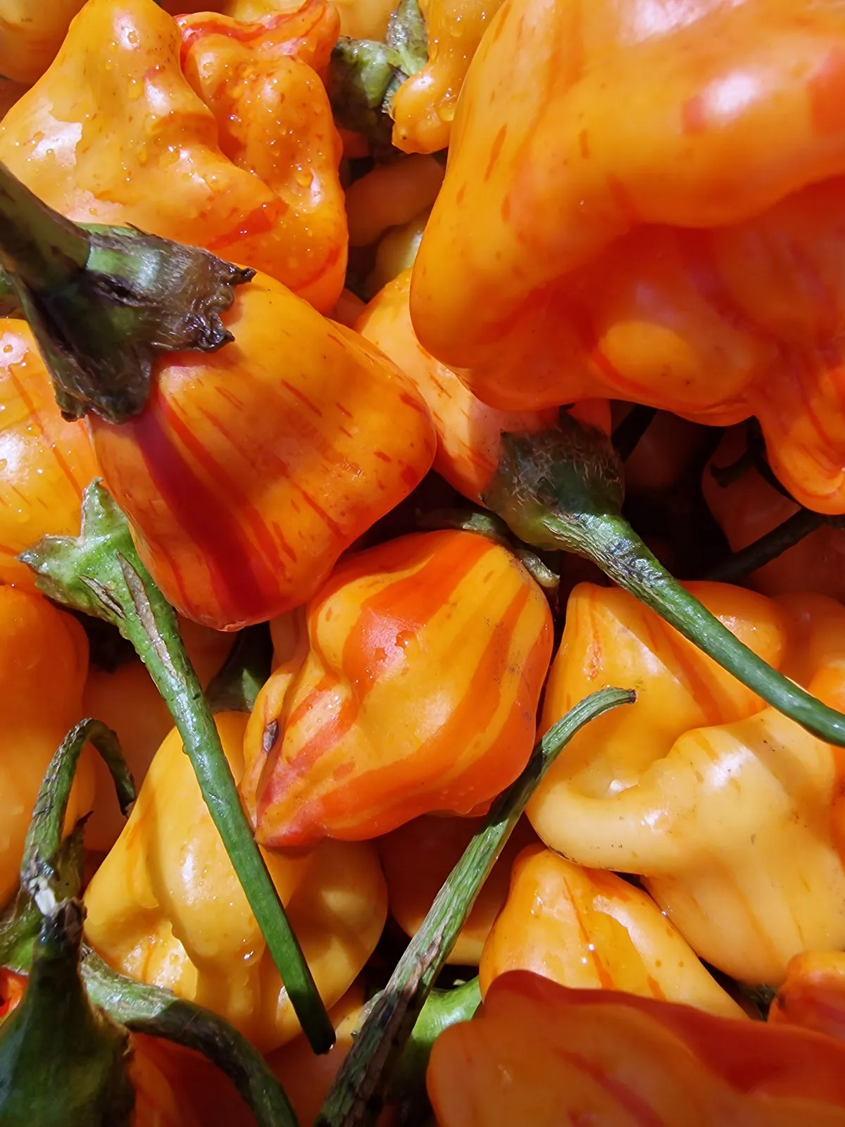 Tangarine Tiger Chilli Seeds - Image 12